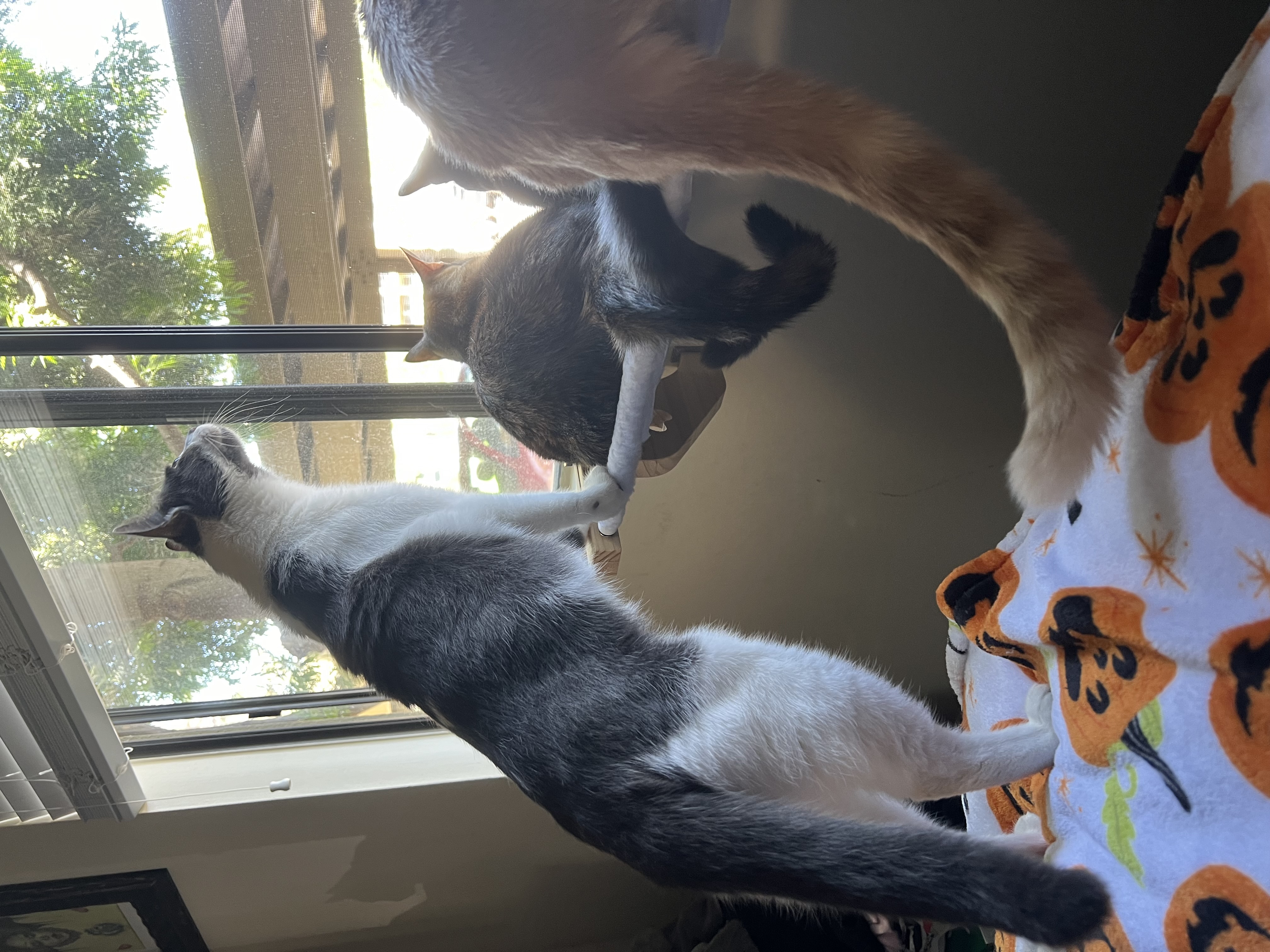 Enlarge Sasha, a Adoptable Domestic Short Hair in Costa Mesa, CA image 2/2