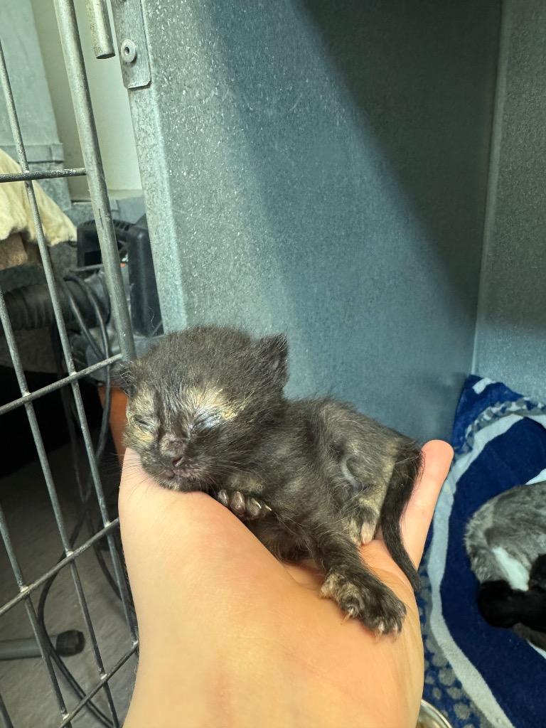 Kelly Ka-purr, Adoptable, Kitten Female Domestic Short Hair.