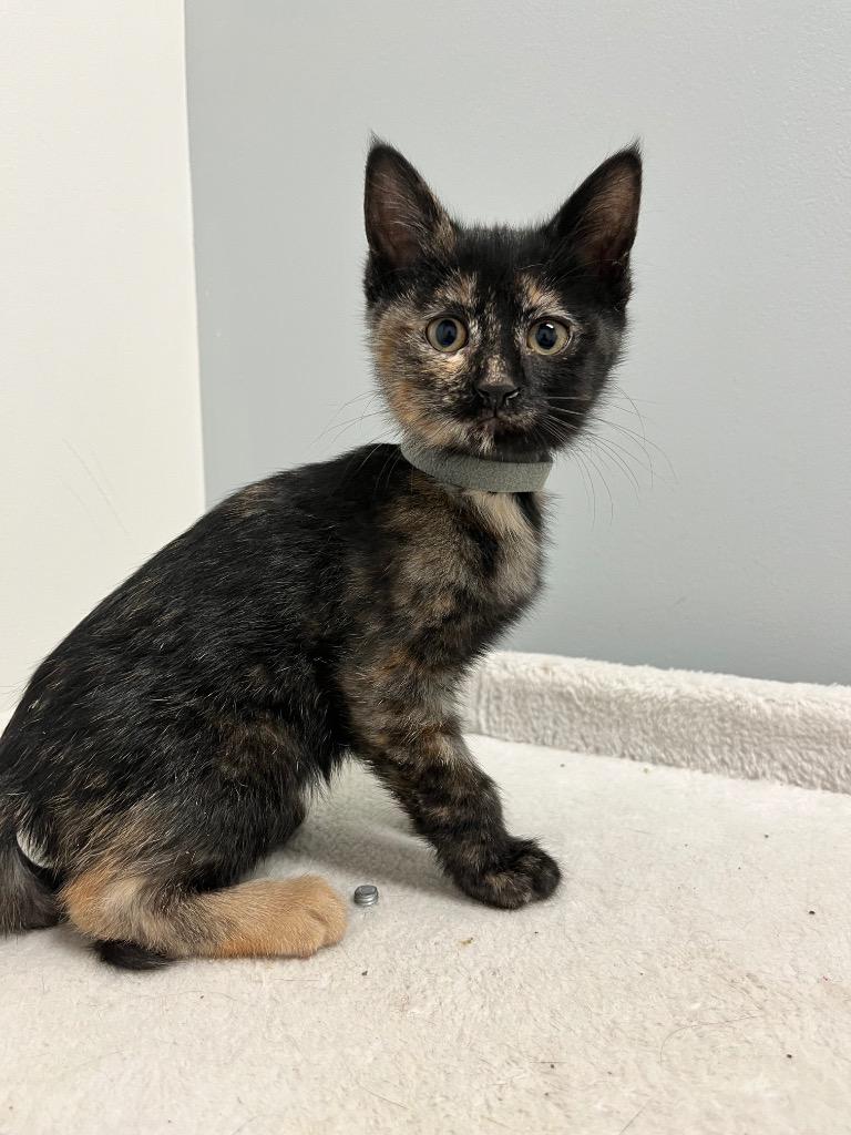 Kelly Ka-purr, a Adoptable mixed breed in Winnipeg, MB image 2/2