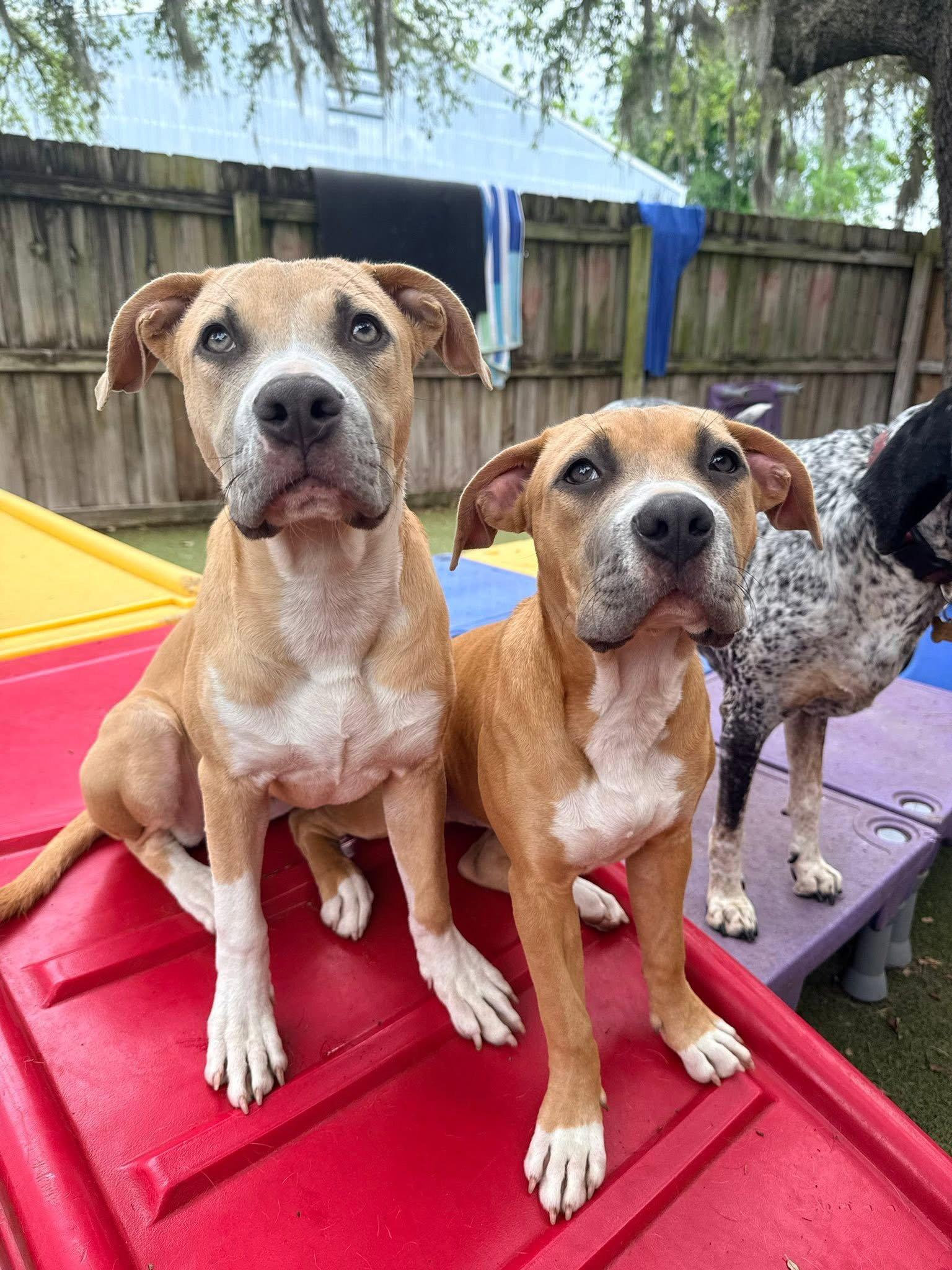 Enlarge Buttercup, a Adoptable Pit Bull Terrier in Orlando, FL image 1/3