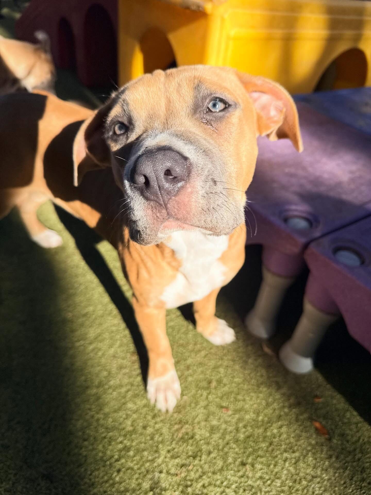 Enlarge Buttercup, a Adoptable Pit Bull Terrier in Orlando, FL image 2/3