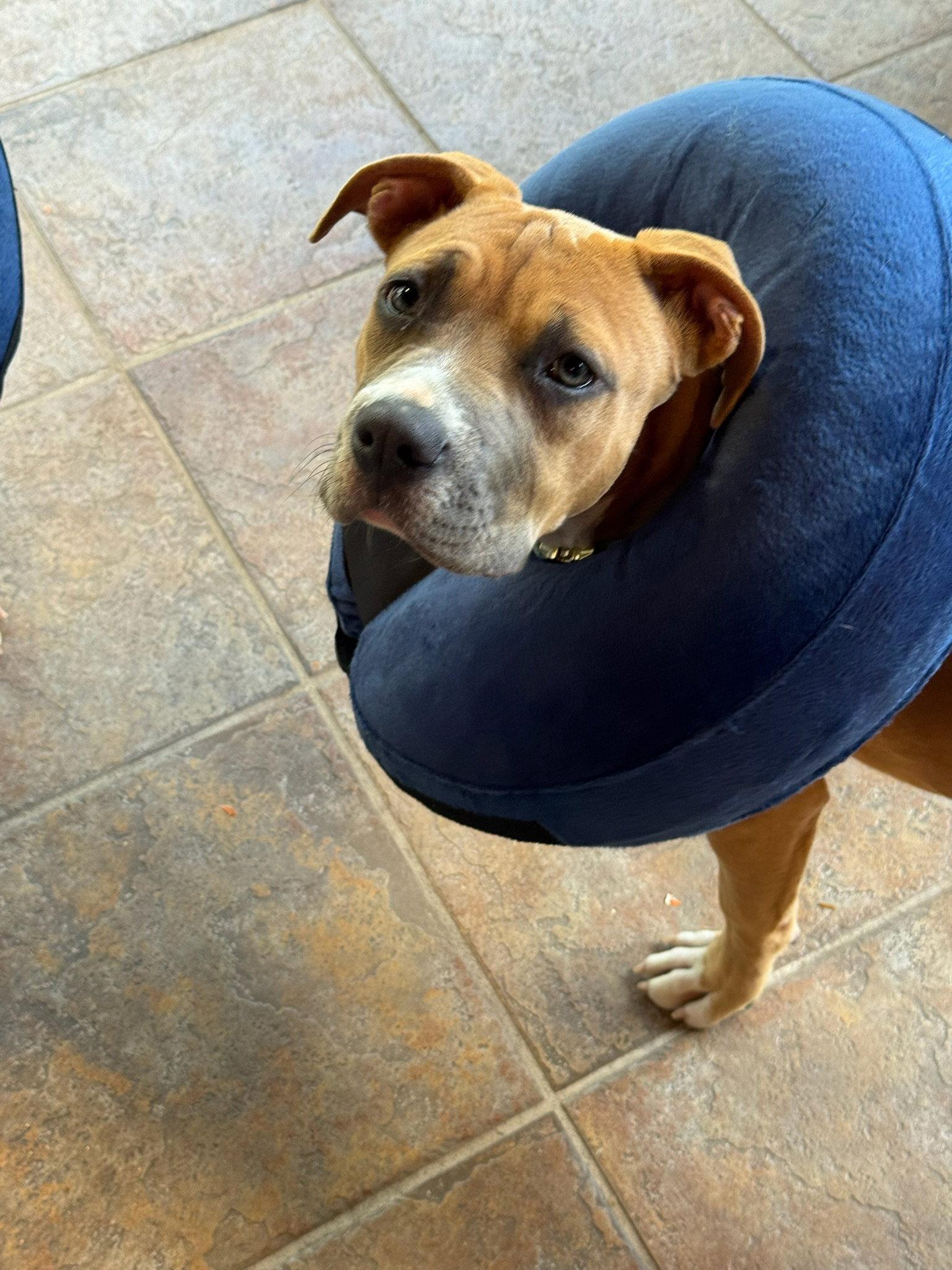 Enlarge Buttercup, a Adoptable Pit Bull Terrier in Orlando, FL image 3/3