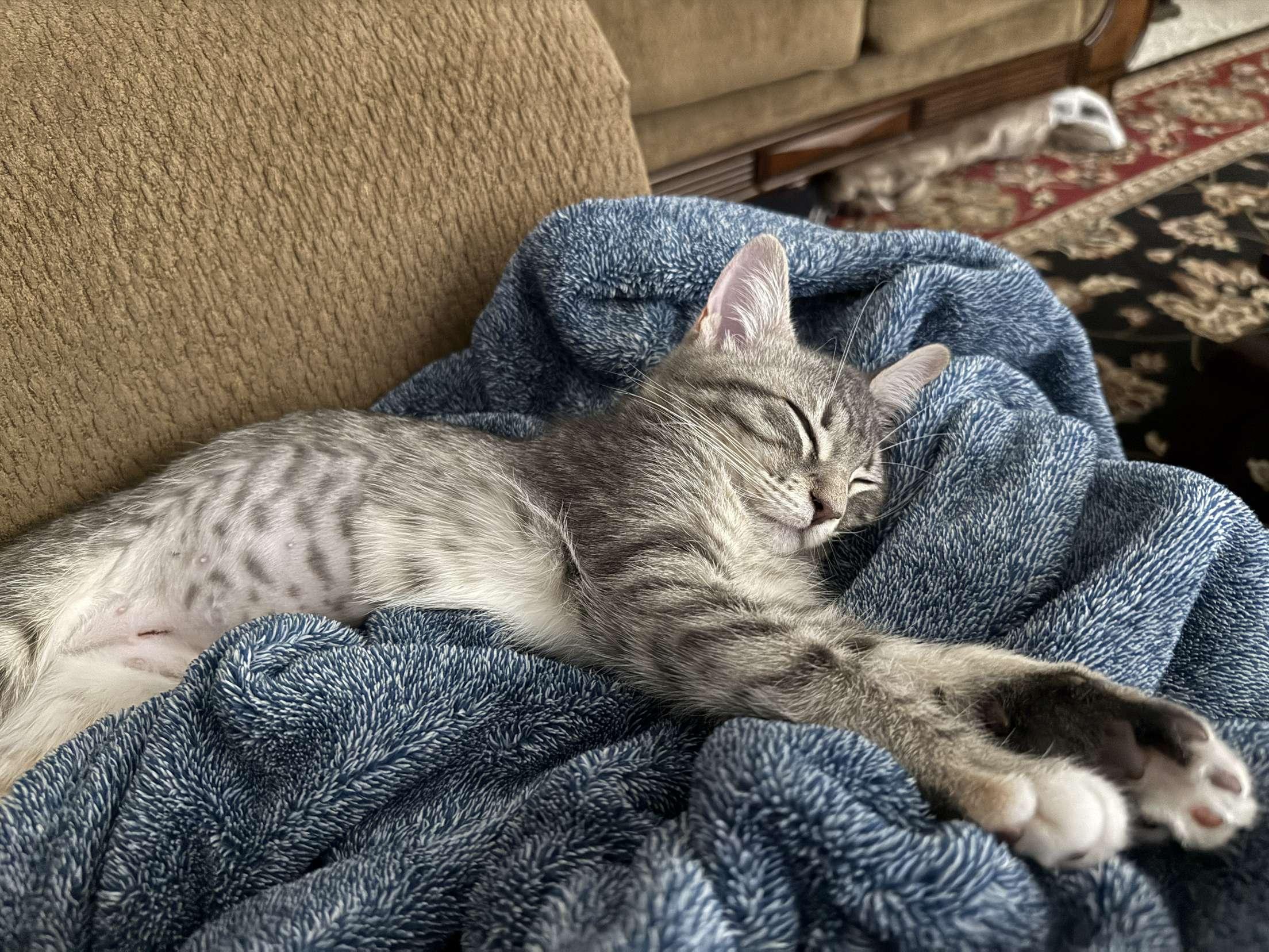 Enlarge Gris, a Adoptable Domestic Short Hair in Omaha, NE image 4/6