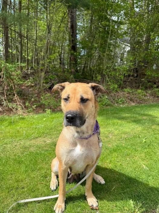 Enlarge Lou Anne, a ADOPTABLE mixed breed in Traverse City, MI image 1/1