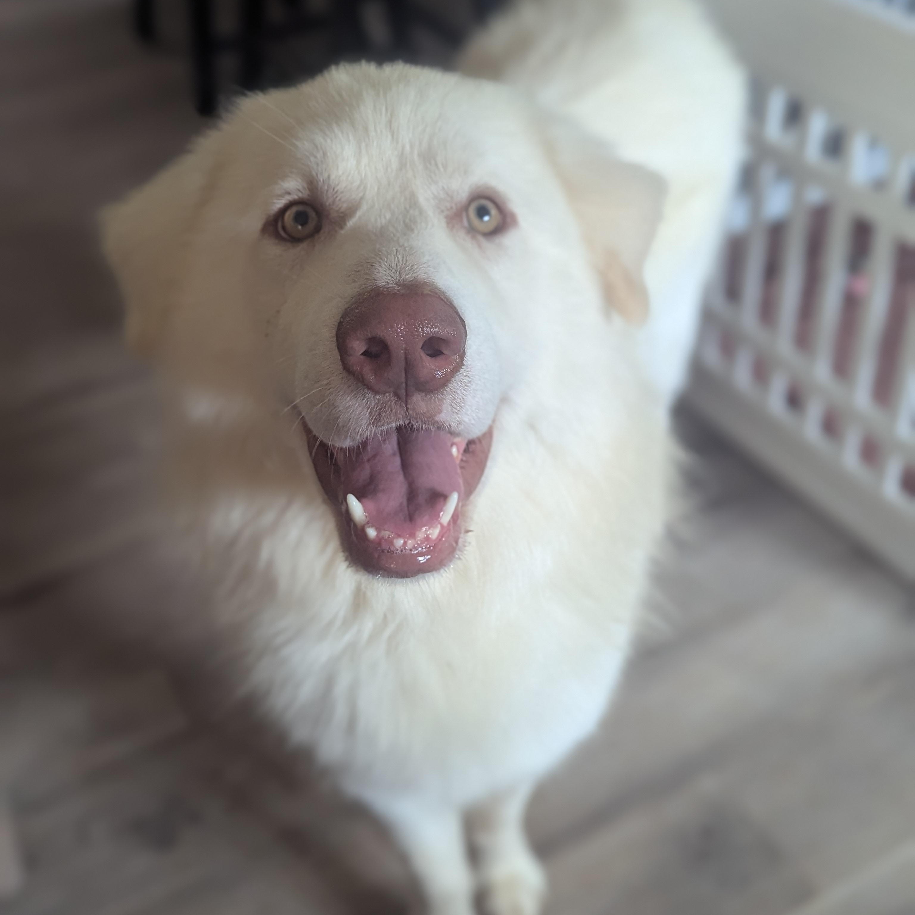 Roy