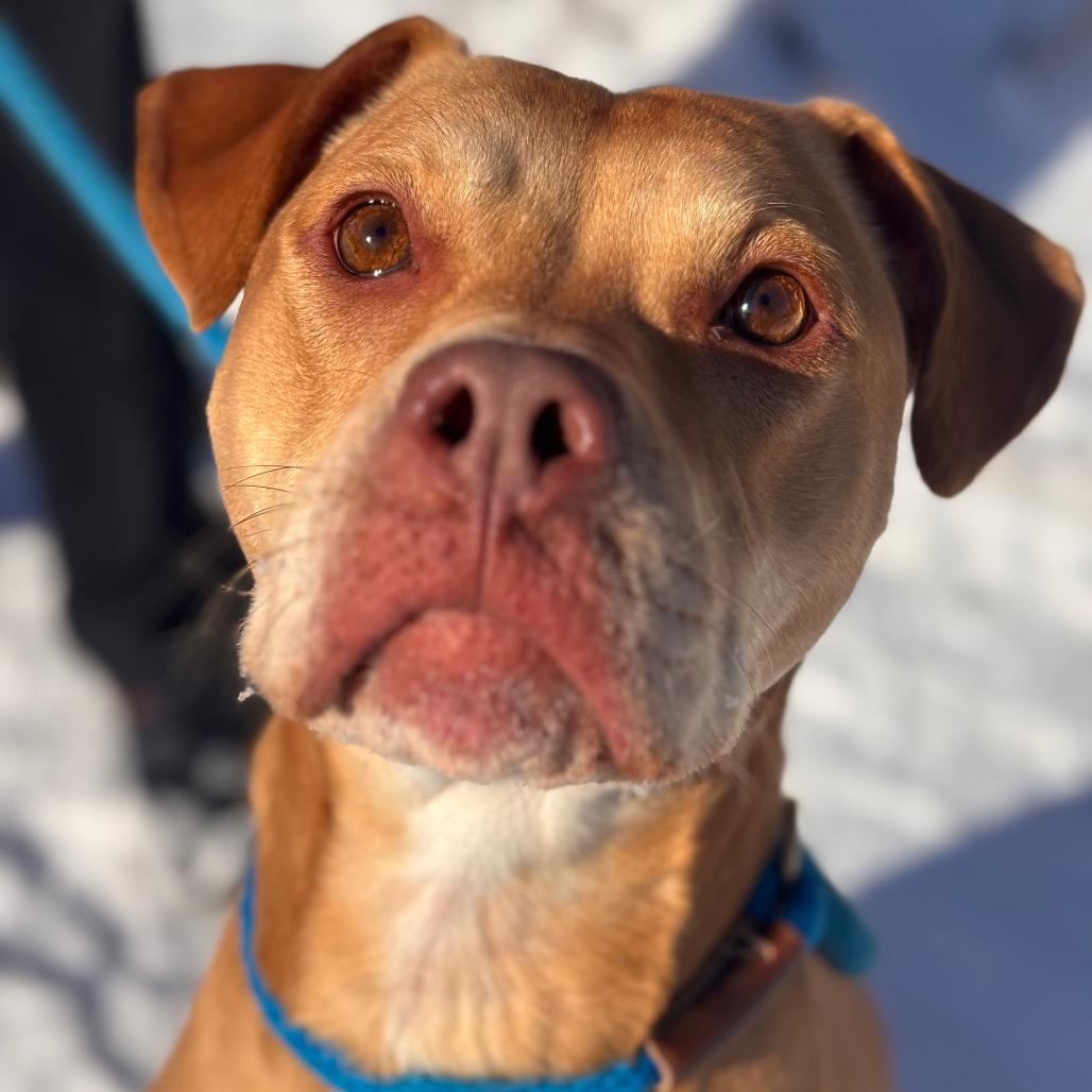 Macy, Adoptable, Adult Female Pit Bull Terrier & Labrador Retriever.