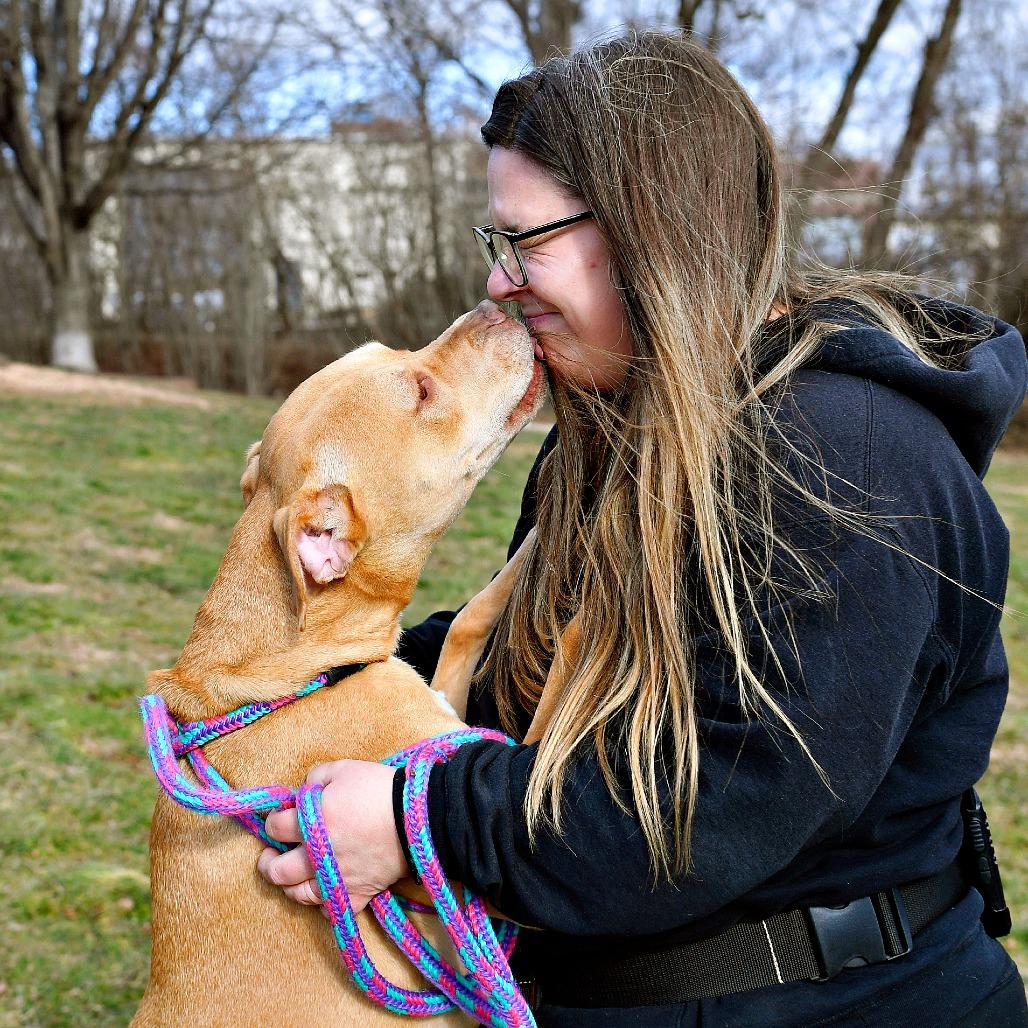 Enlarge Macy, a Adoptable mixed breed in York, PA image 5/6