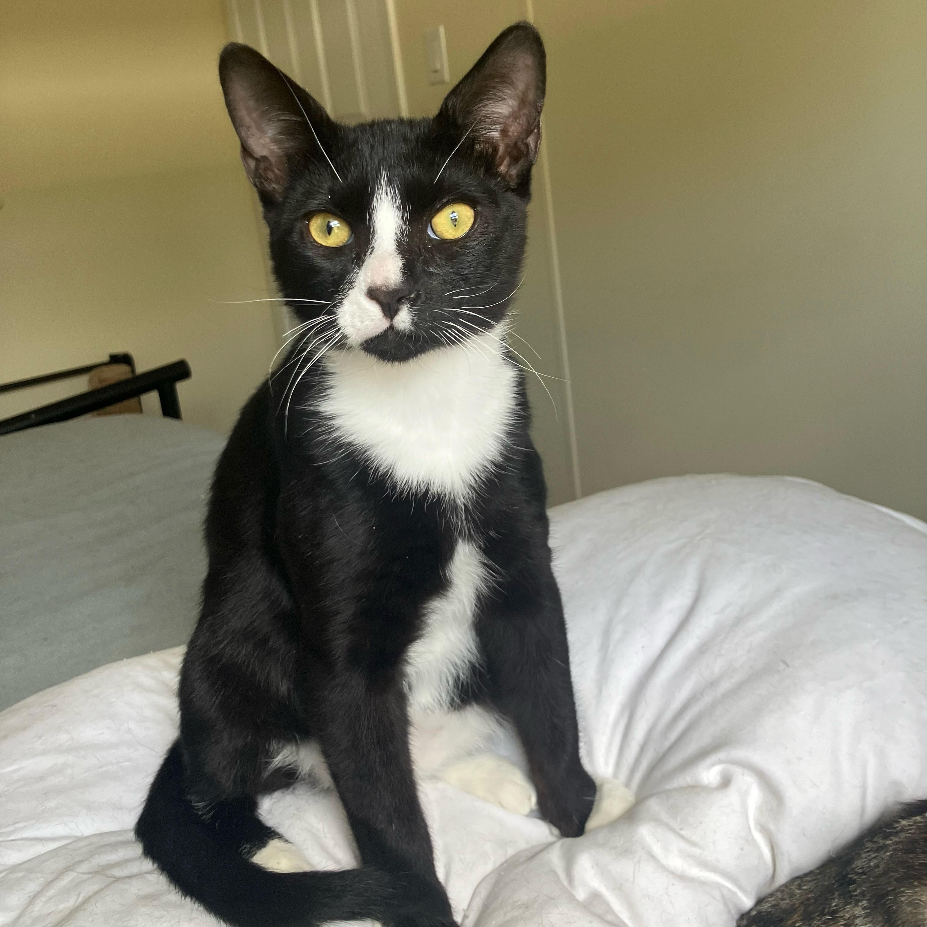 Caspian, Adoptable, Kitten Male Tuxedo.