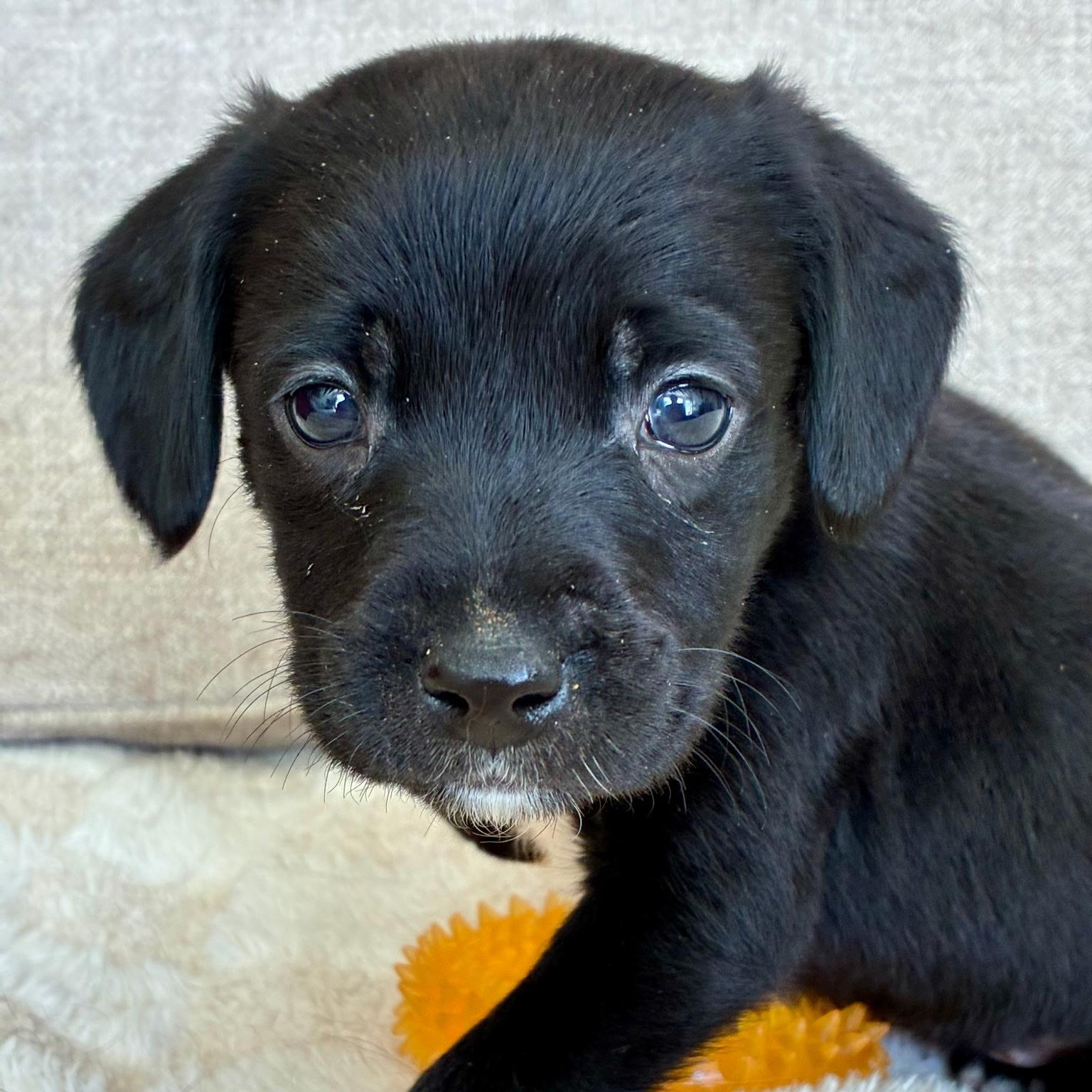 Enlarge Stevie , a ADOPTABLE mixed breed in Waxhaw, NC image 1/2