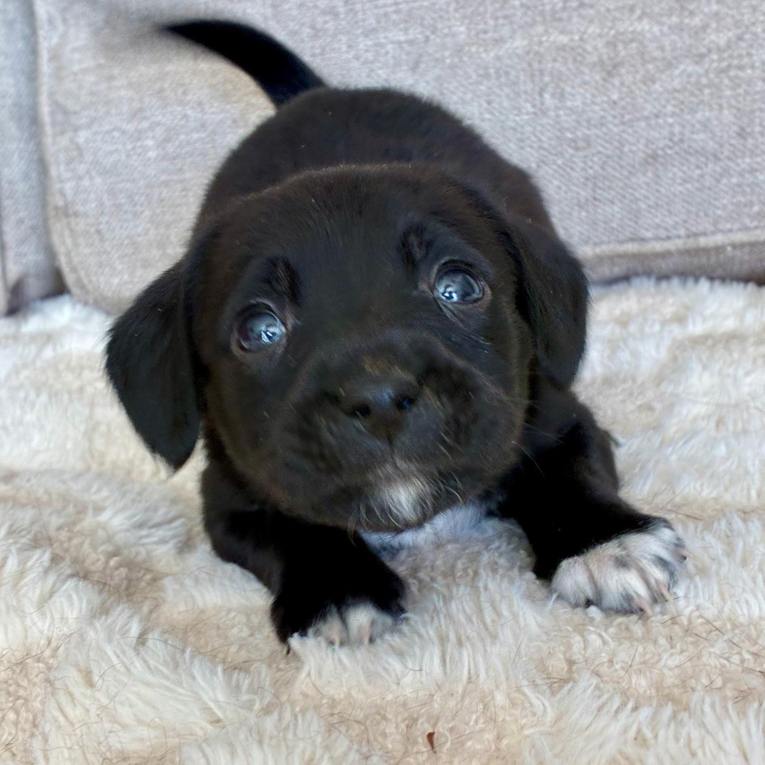 Enlarge Stevie , a ADOPTABLE mixed breed in Waxhaw, NC image 2/2