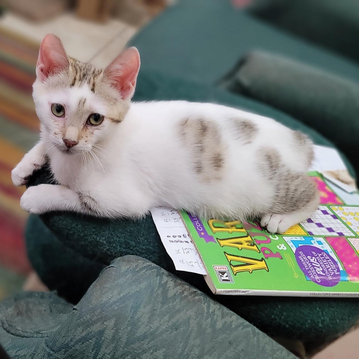 Enlarge Hawkey , a ADOPTABLE mixed breed in Bradenton, FL image 1/1