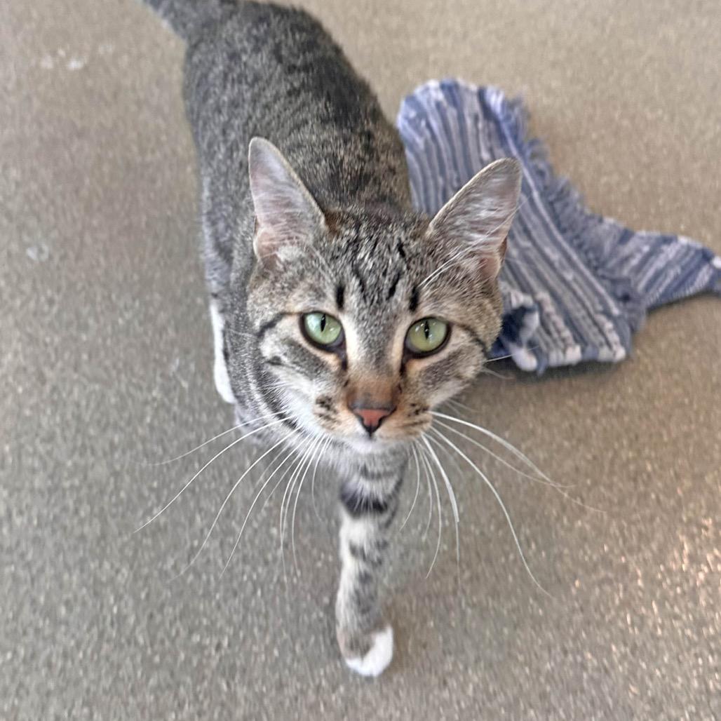 Kika, Adoptable, Young Female Domestic Short Hair.
