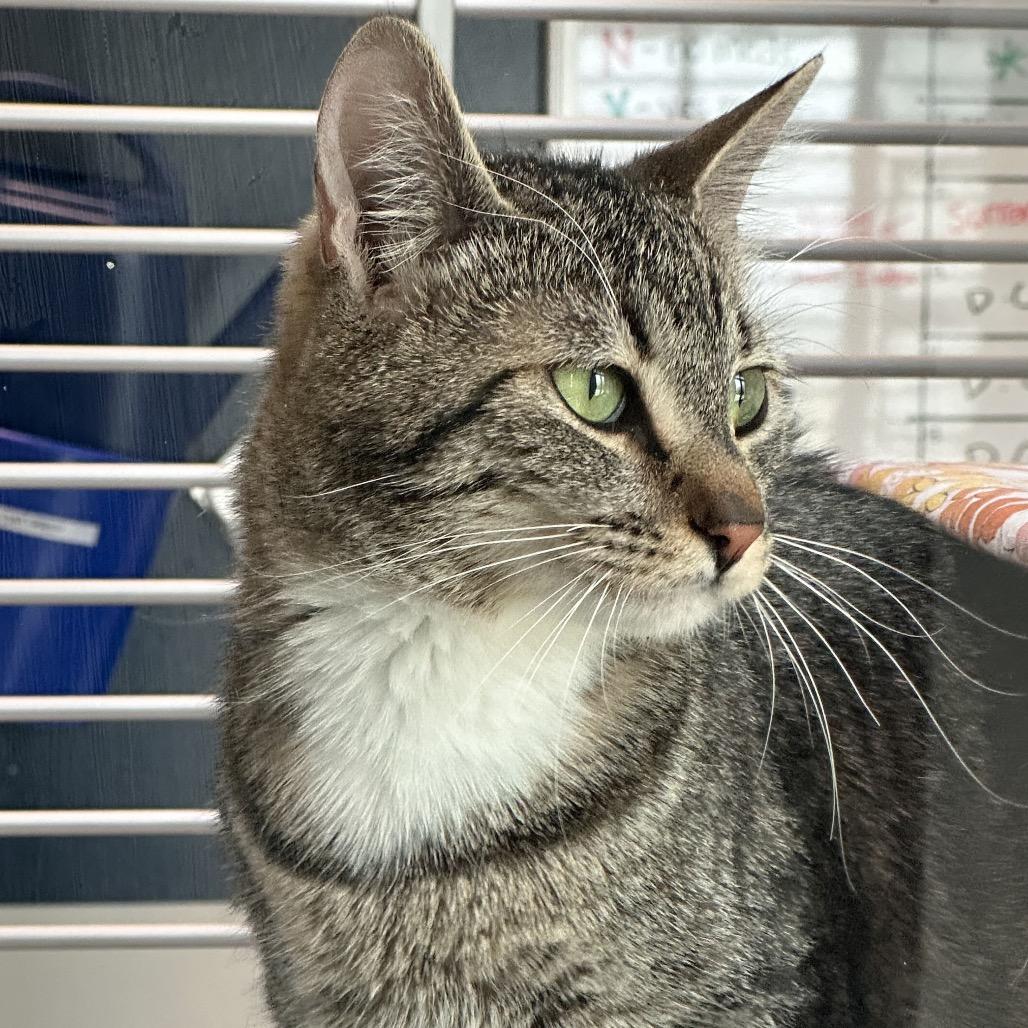 Enlarge Kika, a Adoptable Domestic Short Hair in Hailey, ID image 2/6