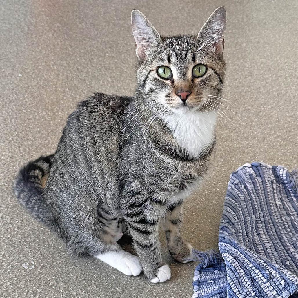 Enlarge Kika, a Adoptable Domestic Short Hair in Hailey, ID image 3/6