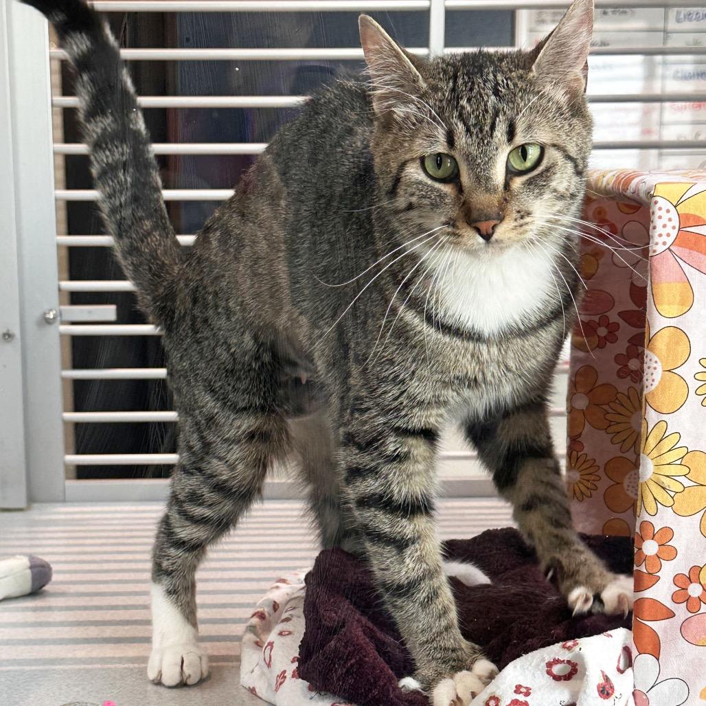 Enlarge Kika, a Adoptable Domestic Short Hair in Hailey, ID image 4/6