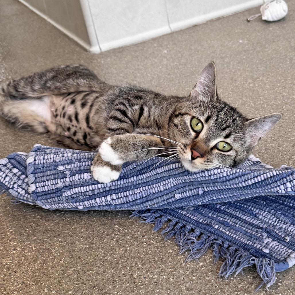 Enlarge Kika, a Adoptable Domestic Short Hair in Hailey, ID image 5/6