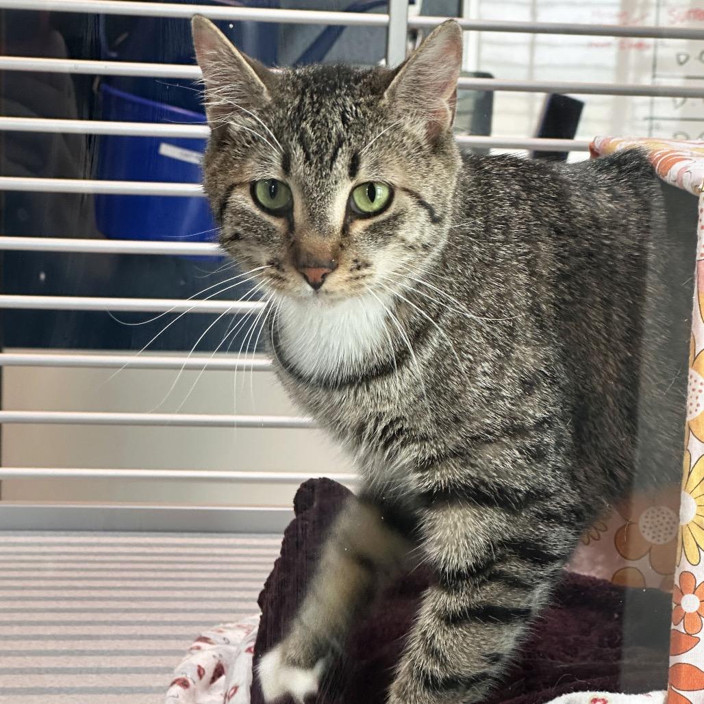 Enlarge Kika, a Adoptable Domestic Short Hair in Hailey, ID image 6/6