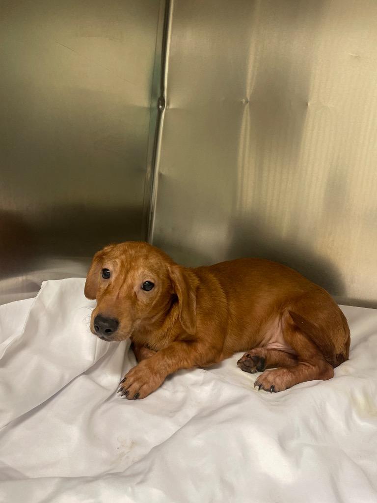 Enlarge Nugget, a Adopted Dachshund in Mineral, VA image 1/1