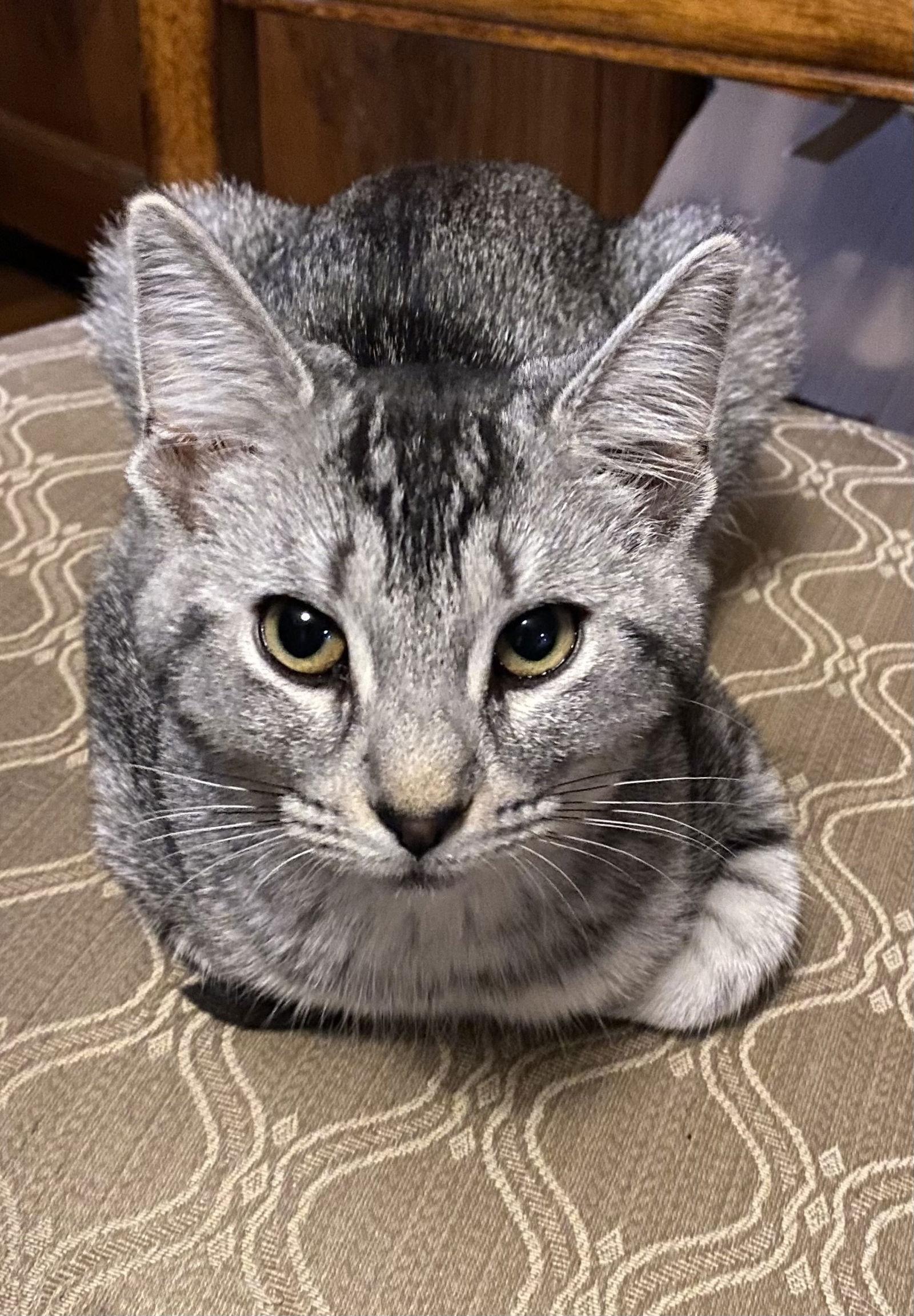 Everly, Adoptable, Kitten Female Tabby.