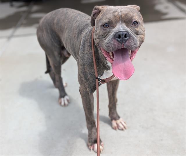 BLUE, Adoptable, Young Male Pit Bull Terrier & American Bulldog.