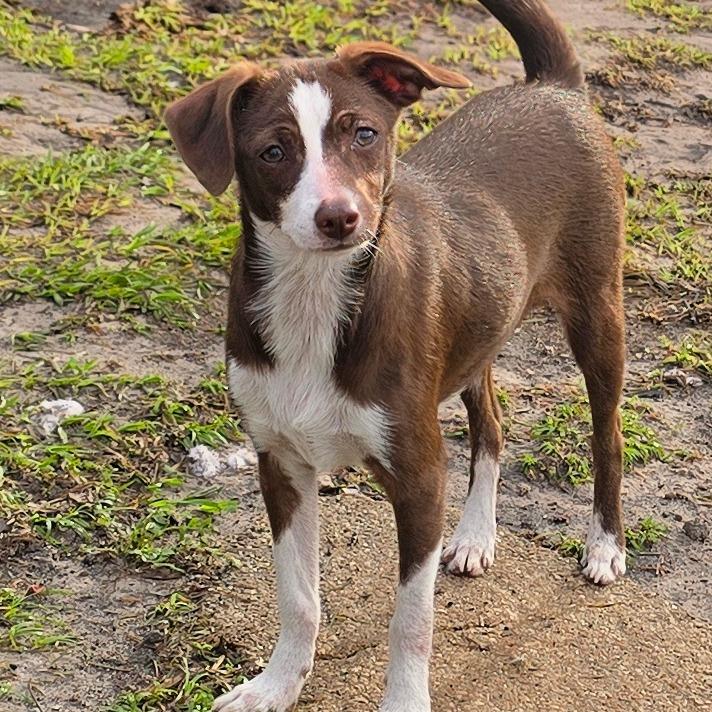 Vanya, Adoptable, Young Female Chihuahua & Cocker Spaniel.