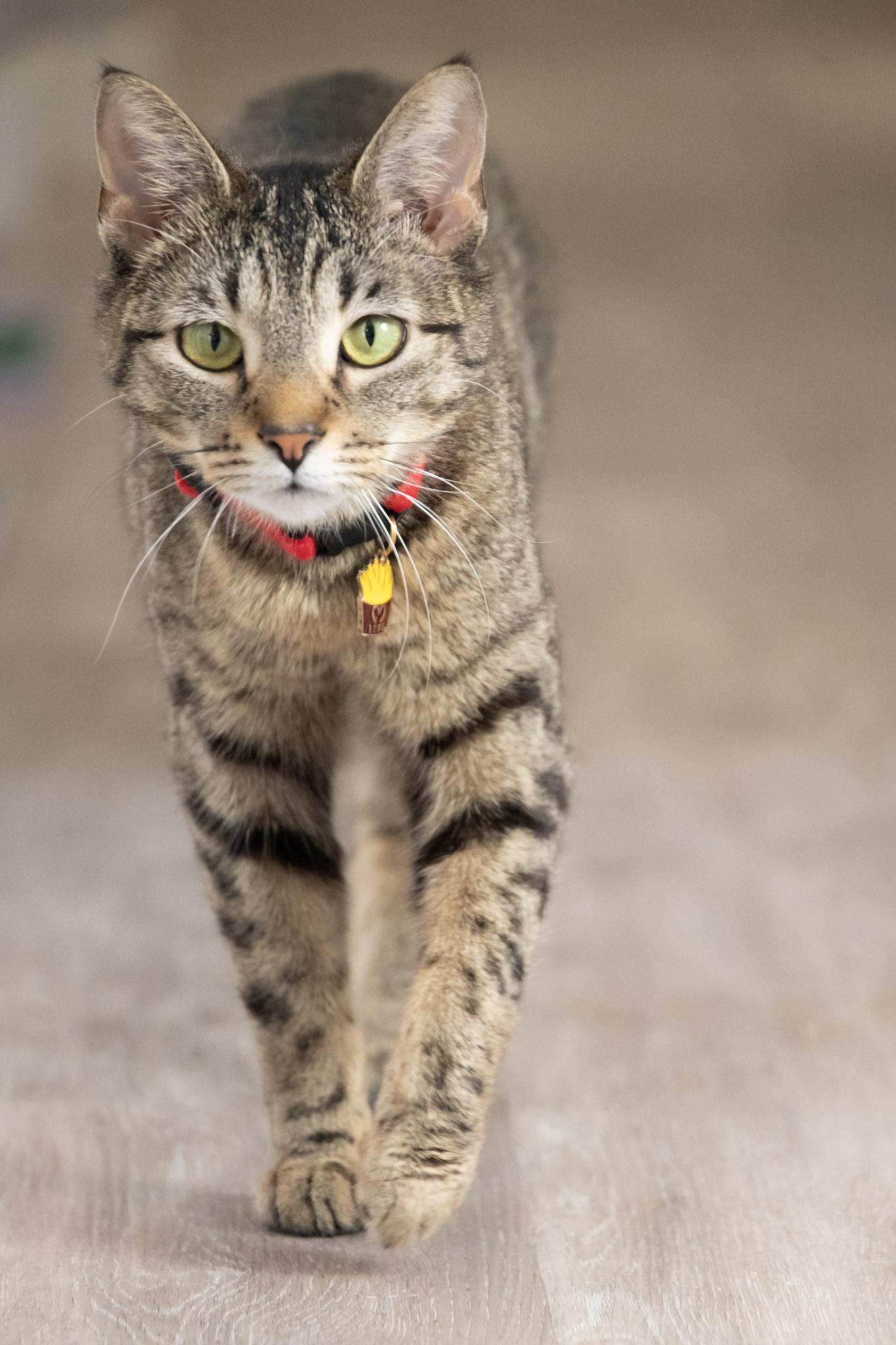 Enlarge French Fry, a ADOPTABLE Domestic Short Hair in Victor, NY image 6/6