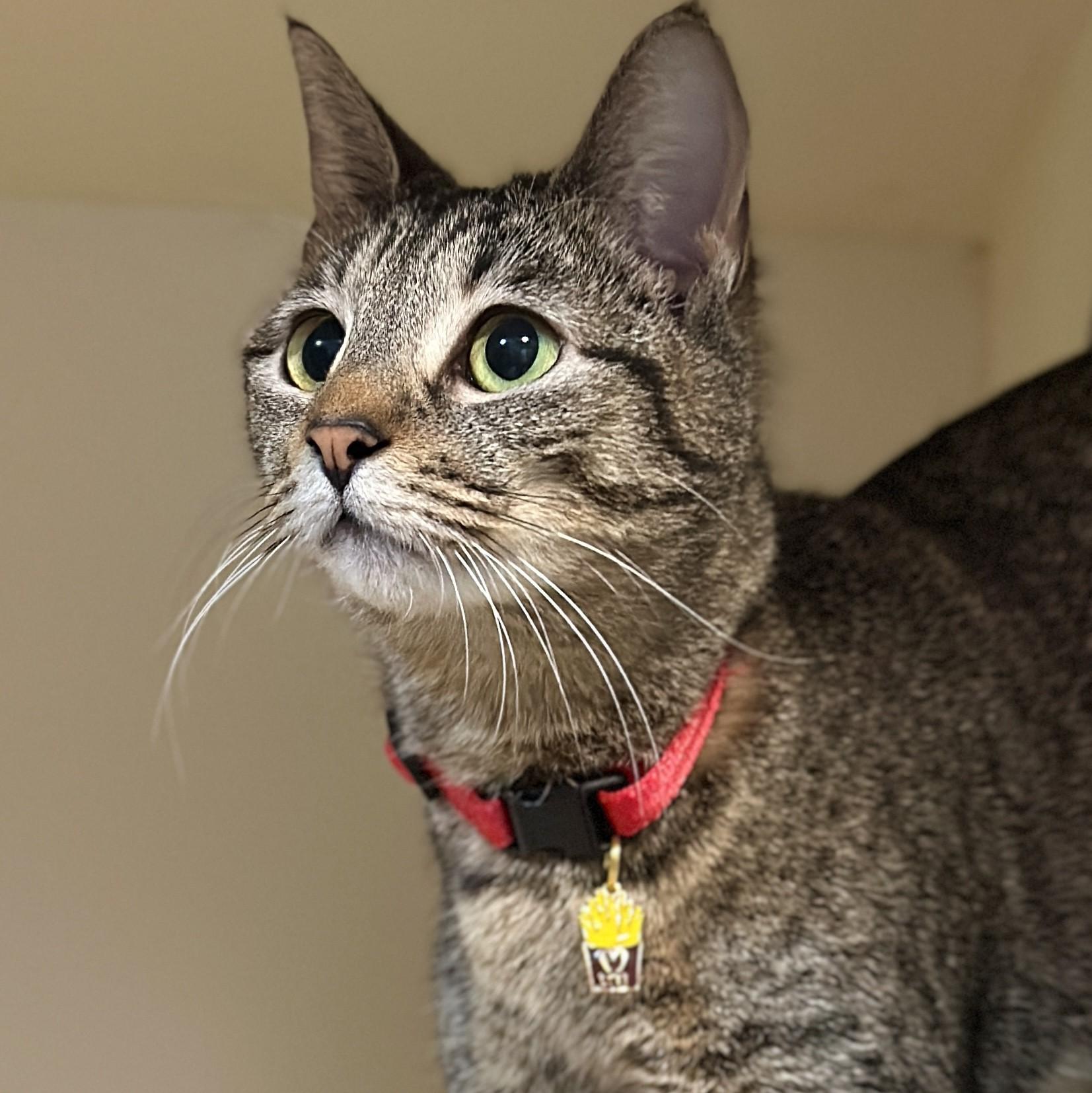 French Fry, a ADOPTABLE Domestic Short Hair in Victor, NY image 2/3