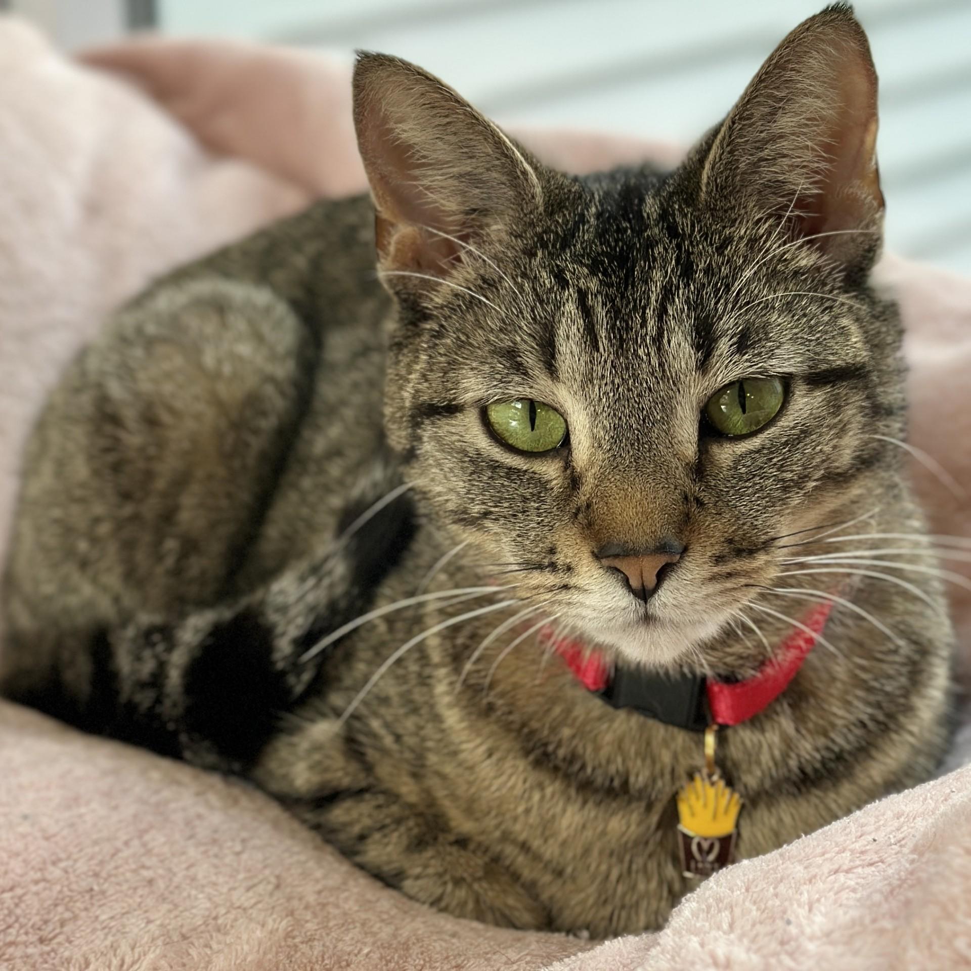 Enlarge French Fry, a ADOPTABLE Domestic Short Hair in Victor, NY image 5/6