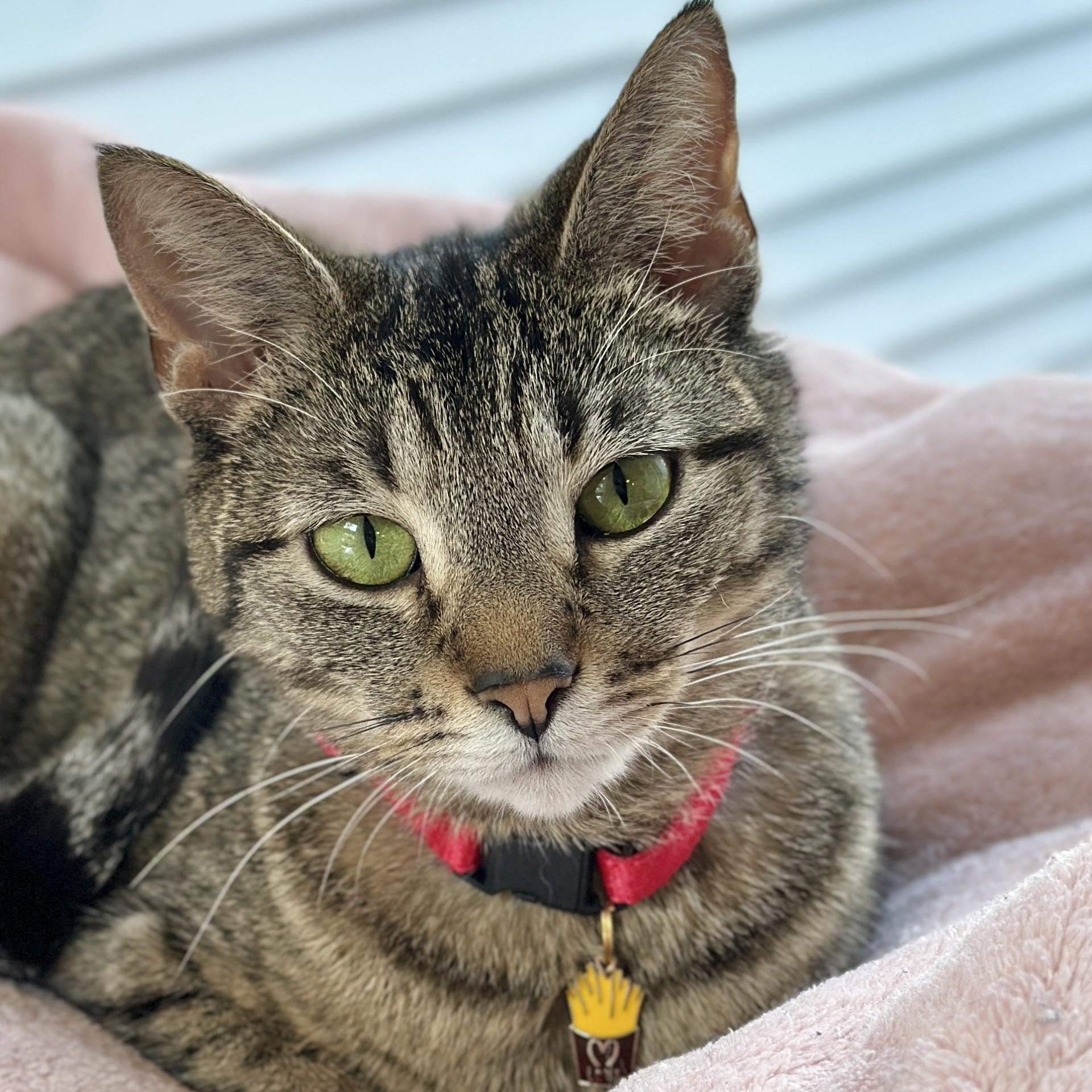 Enlarge French Fry, a ADOPTABLE Domestic Short Hair in Victor, NY image 1/6