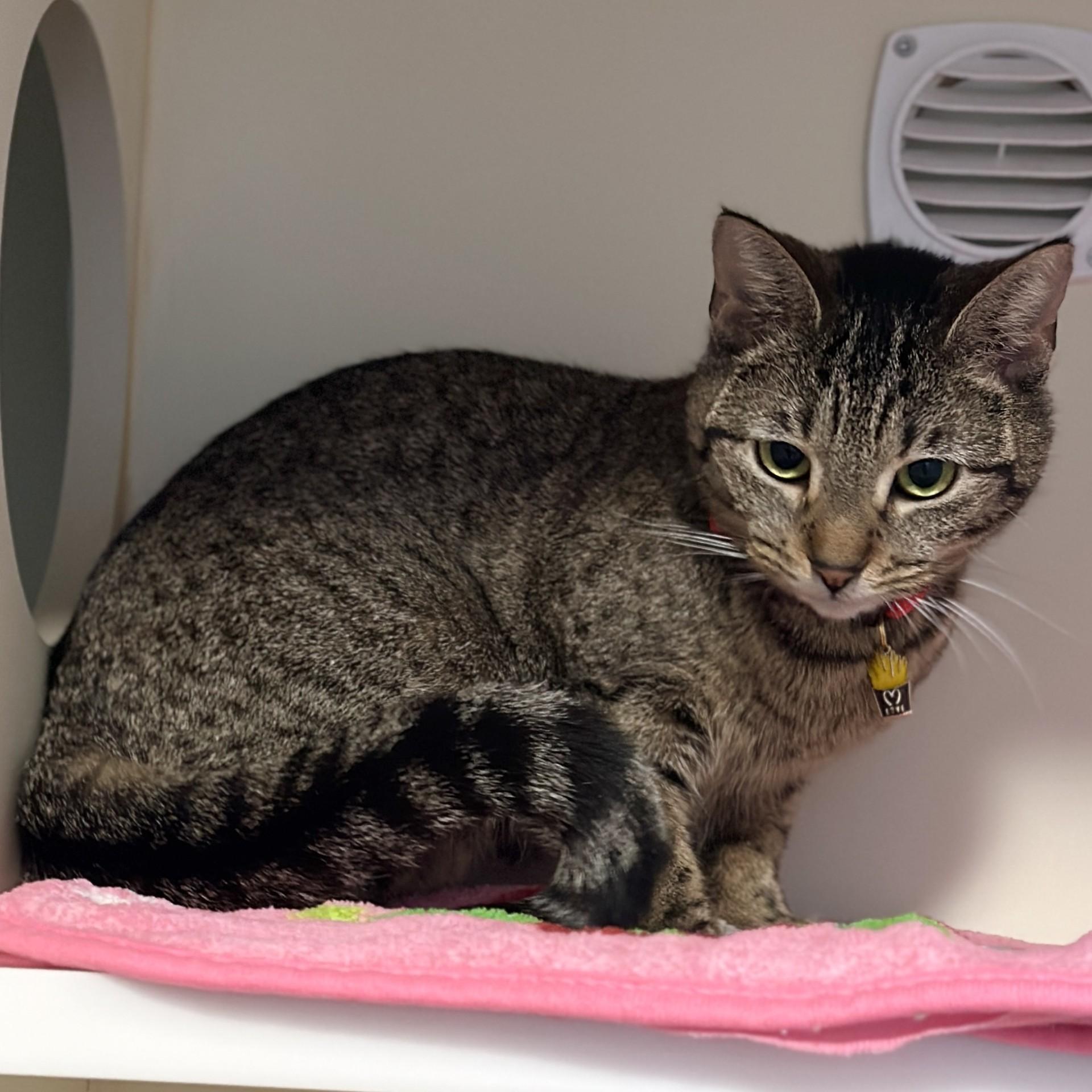 French Fry, a ADOPTABLE Domestic Short Hair in Victor, NY image 3/3