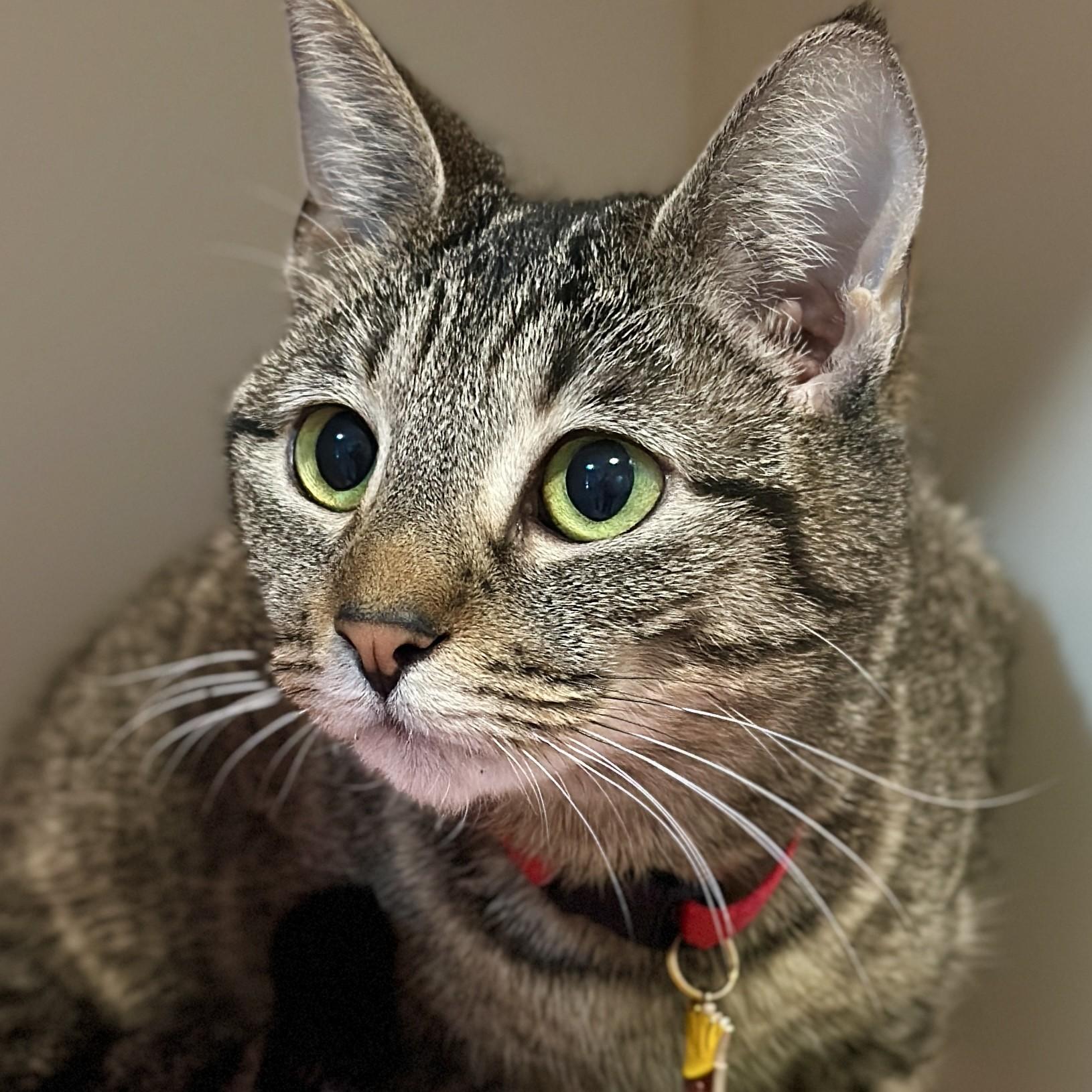 French Fry, ADOPTABLE, Adult Female Domestic Short Hair.