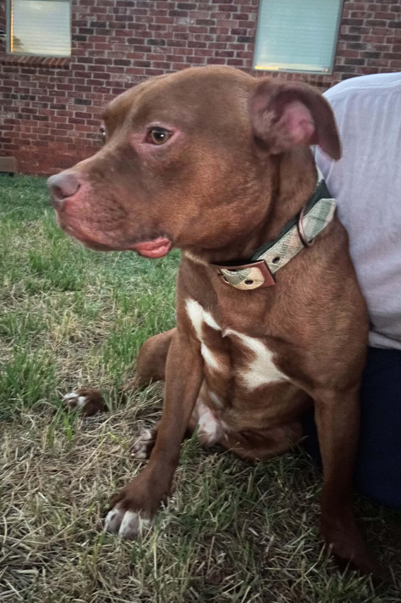 Enlarge Benny, a Adopted Staffordshire Bull Terrier in OKLAHOMA CITY, OK image 2/3