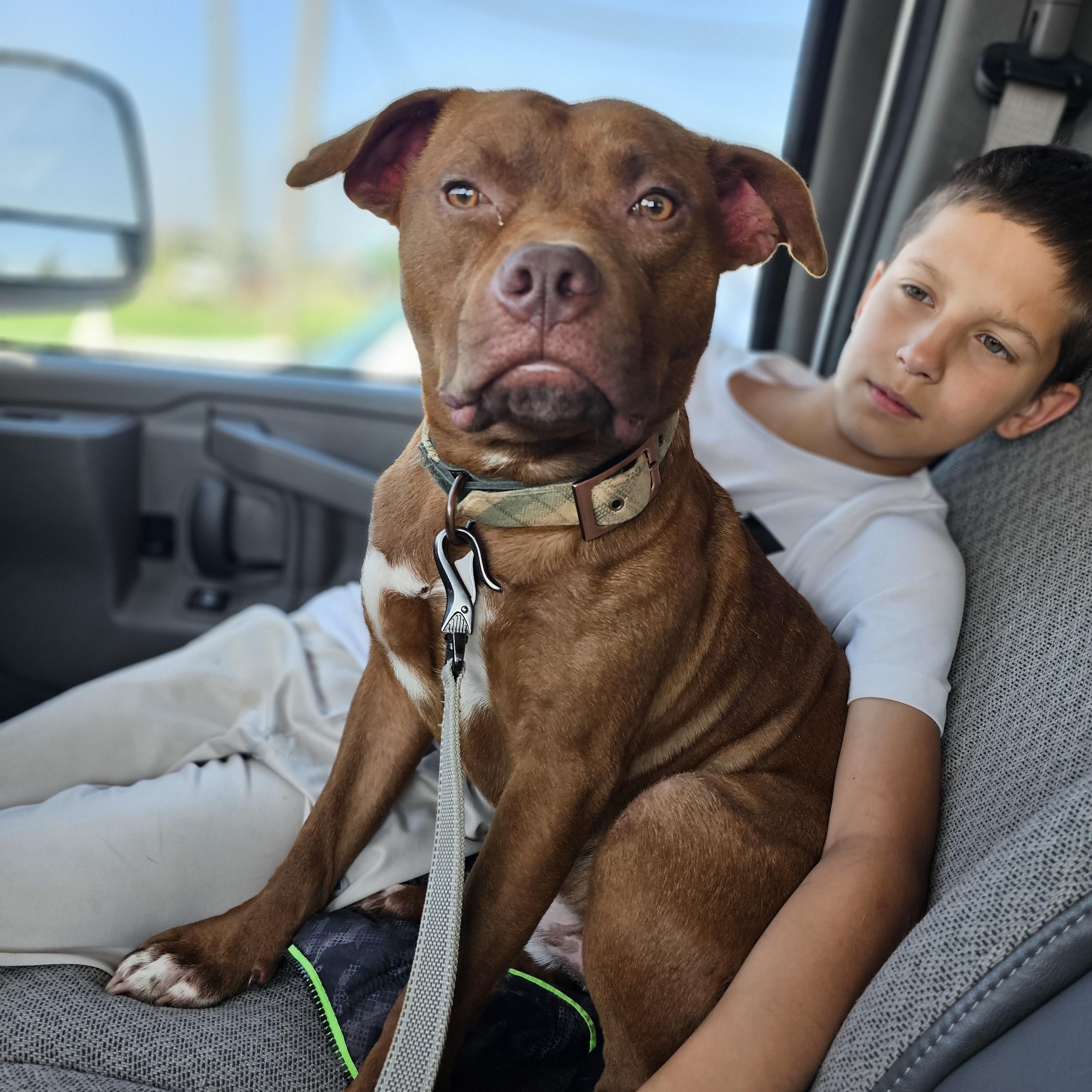 Enlarge Benny, a Adopted Staffordshire Bull Terrier in OKLAHOMA CITY, OK image 1/3