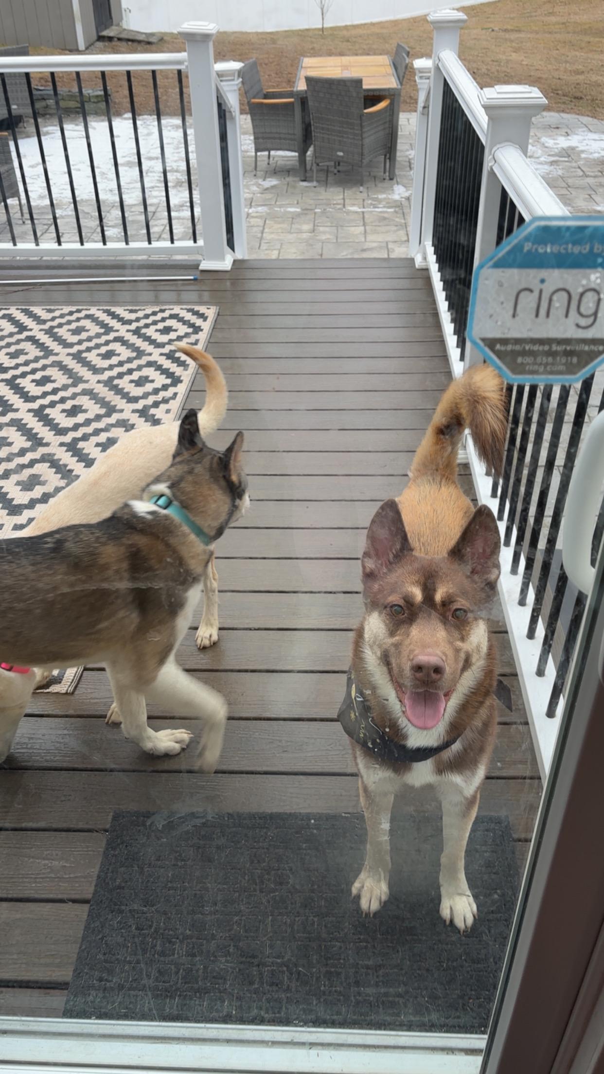 Enlarge Benji, a Adoptable Husky in Weston, MA image 4/6