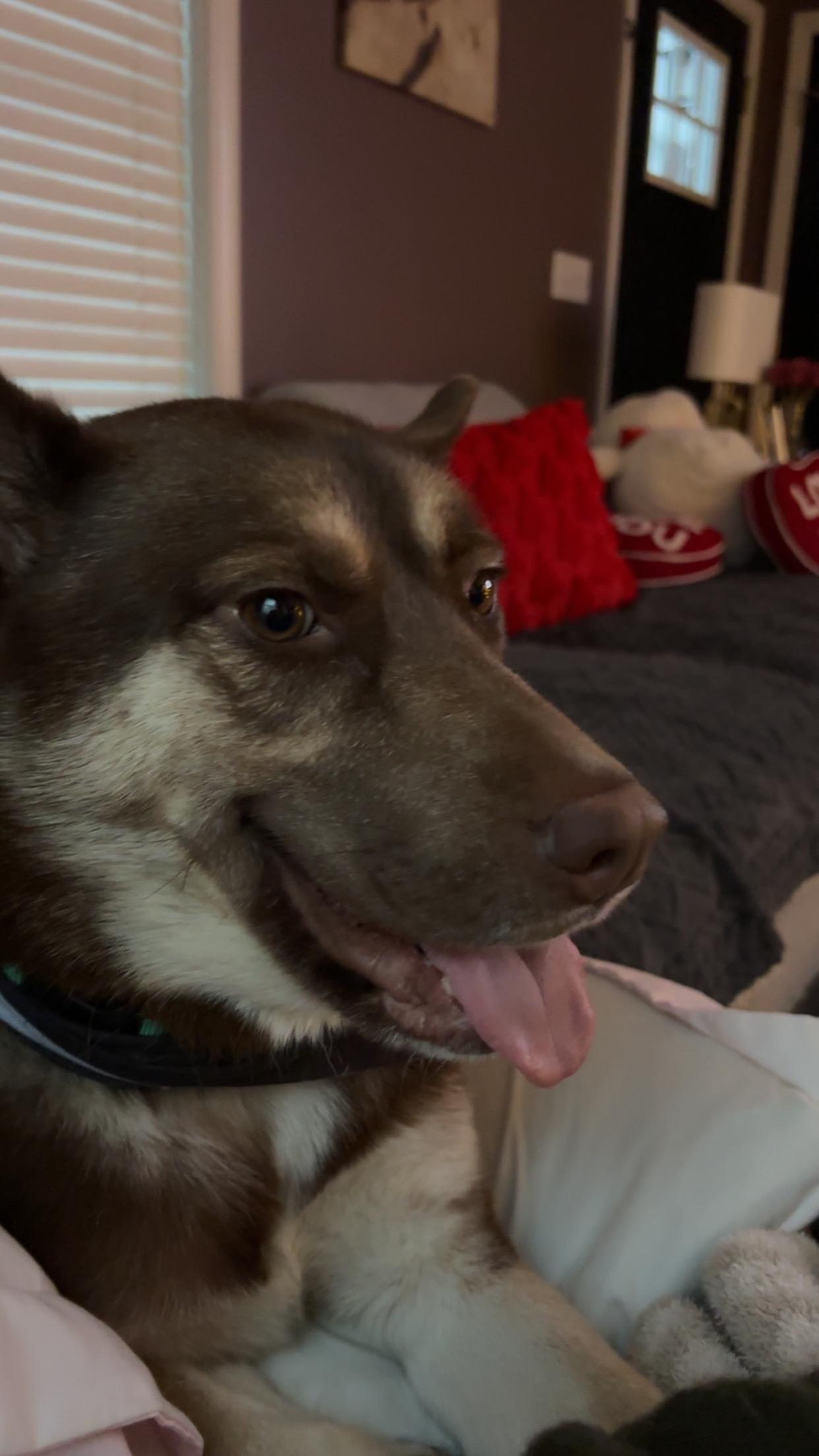 Enlarge Benji, a Adoptable Husky in Weston, MA image 3/6