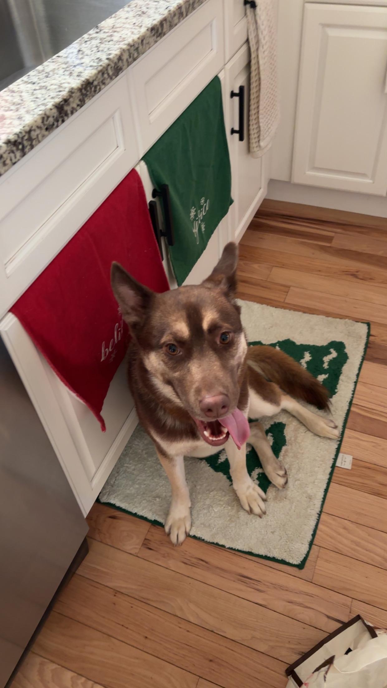 Enlarge Benji, a Adoptable Husky in Weston, MA image 2/6