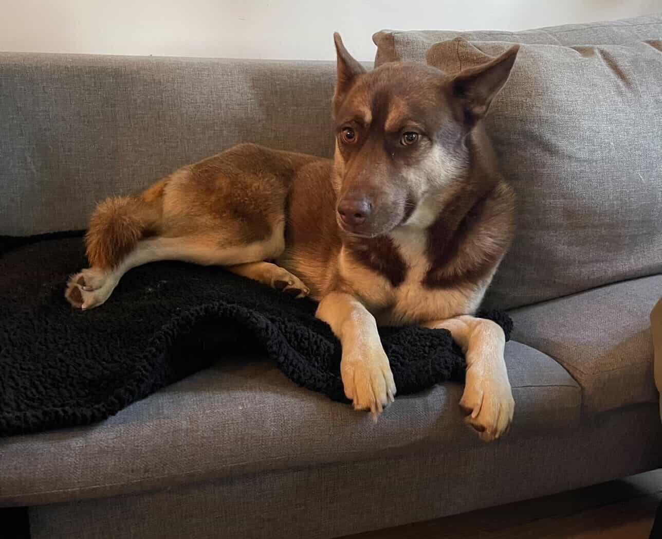 Enlarge Benji, a Adoptable Husky in Weston, MA image 5/6