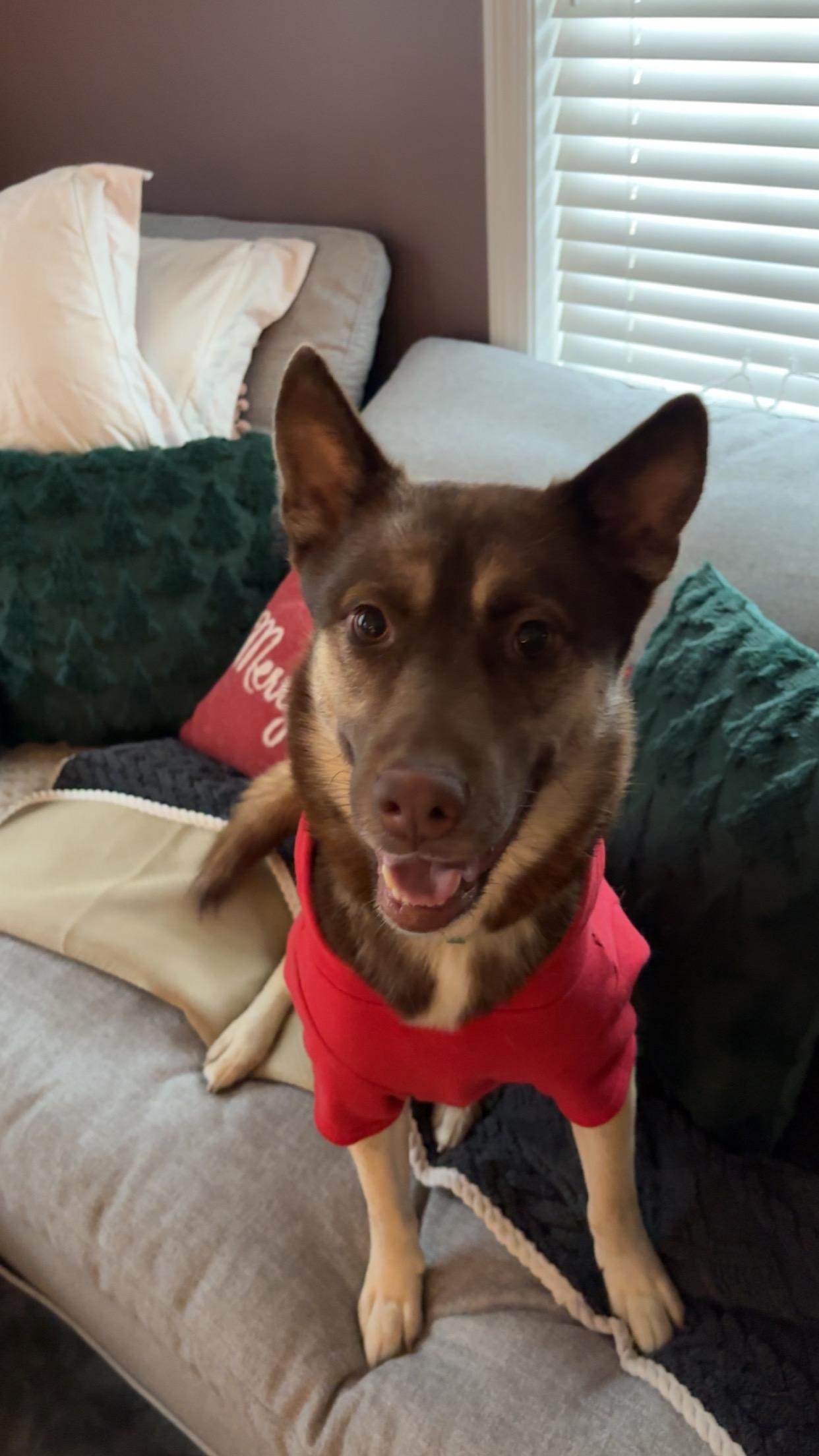 Benji, Adoptable, Young Male Husky.