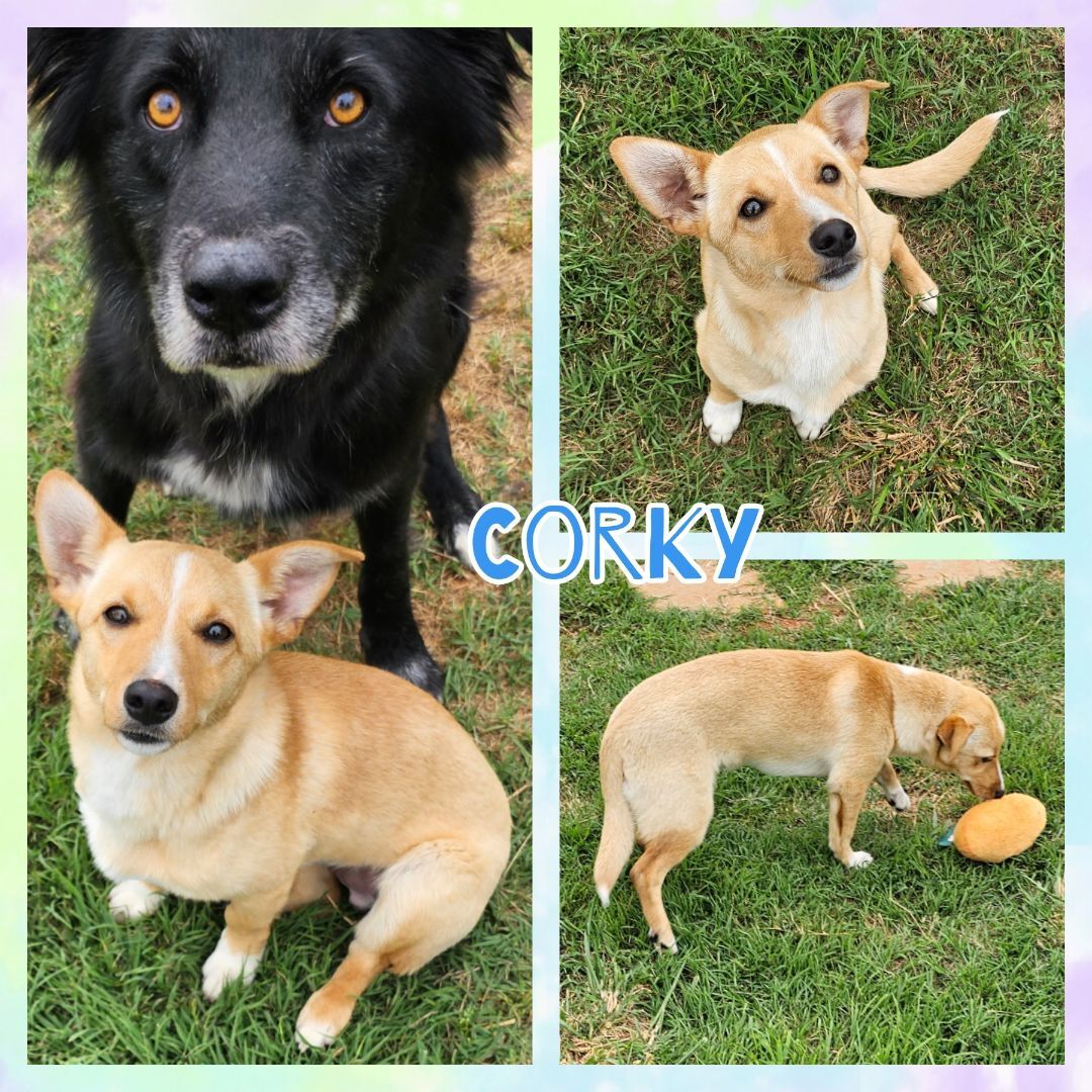 Corky, Adopted, Young Male Corgi & Dachshund.