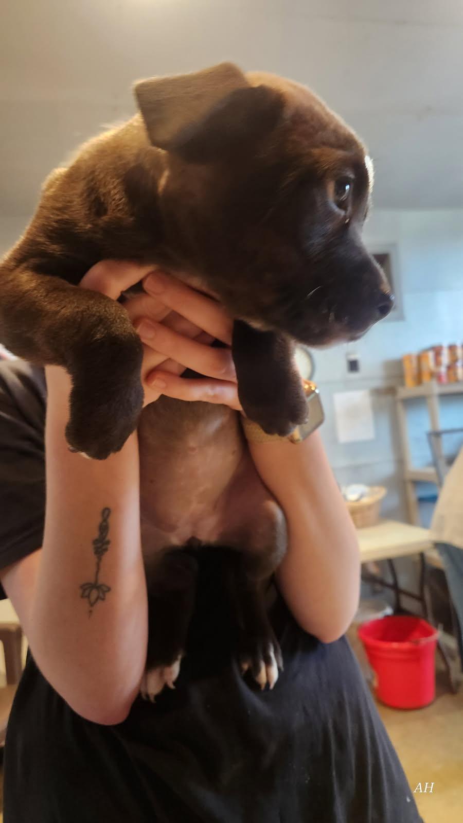 Dahlia , ADOPTABLE, Puppy Female Hound.