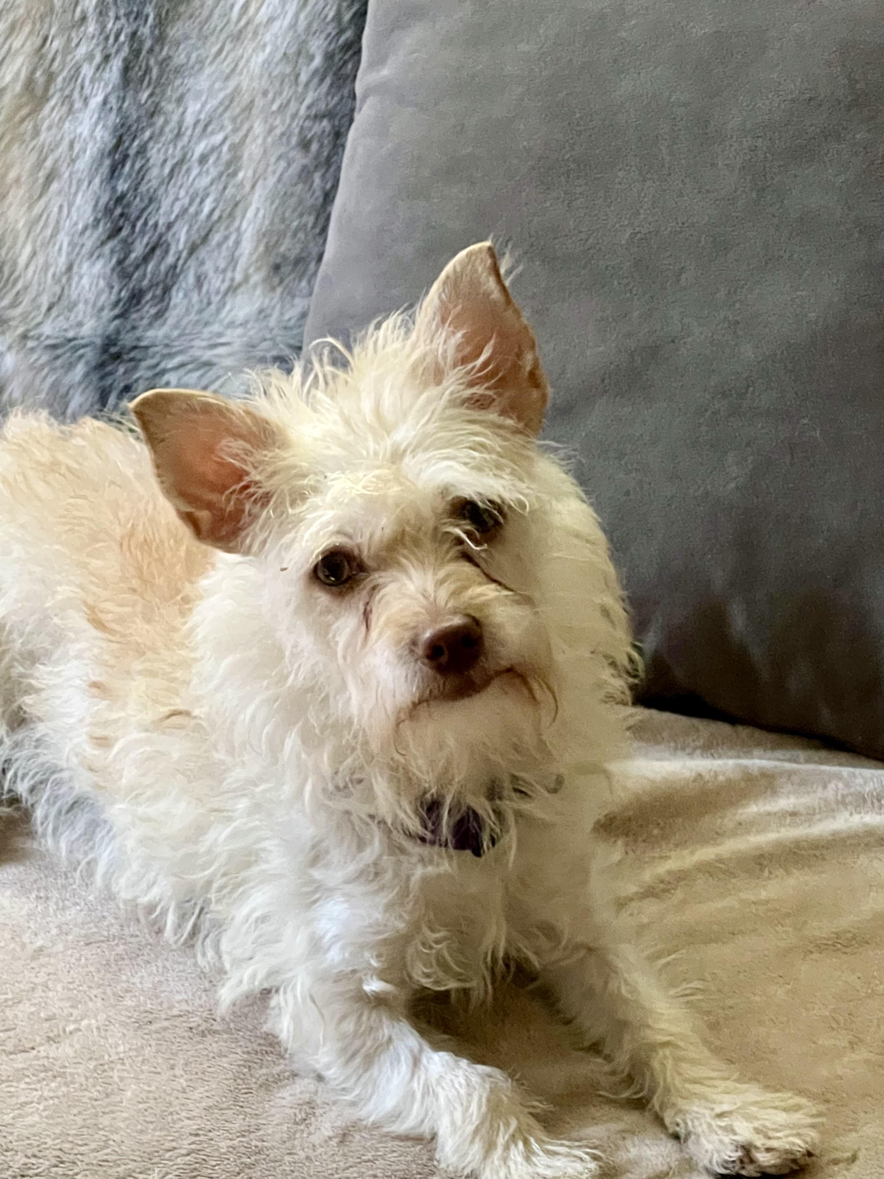 Hazel, Young Female Yorkshire Terrier