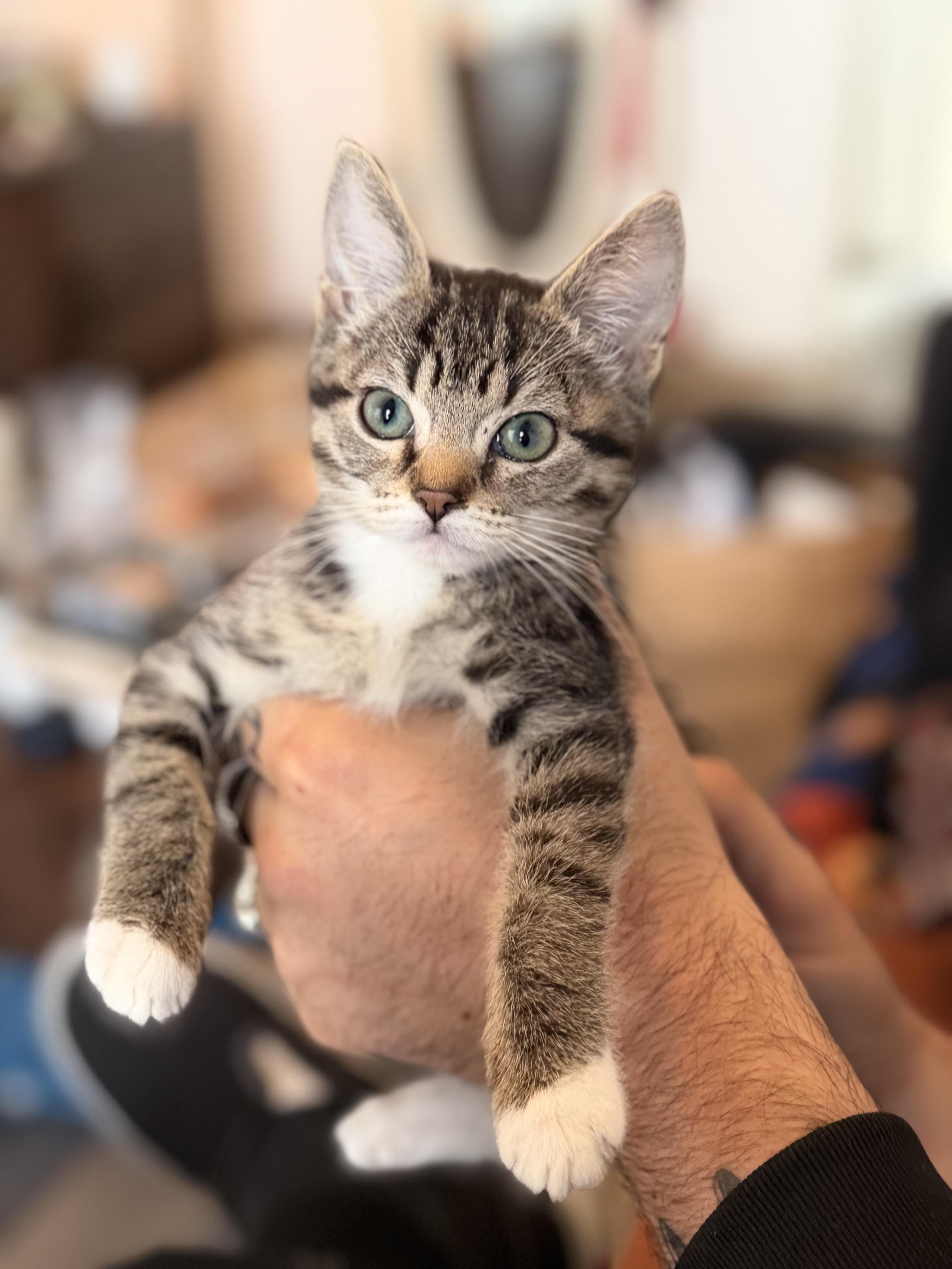 Waffles, a Adoptable Domestic Short Hair in Long Beach, CA image 2/2