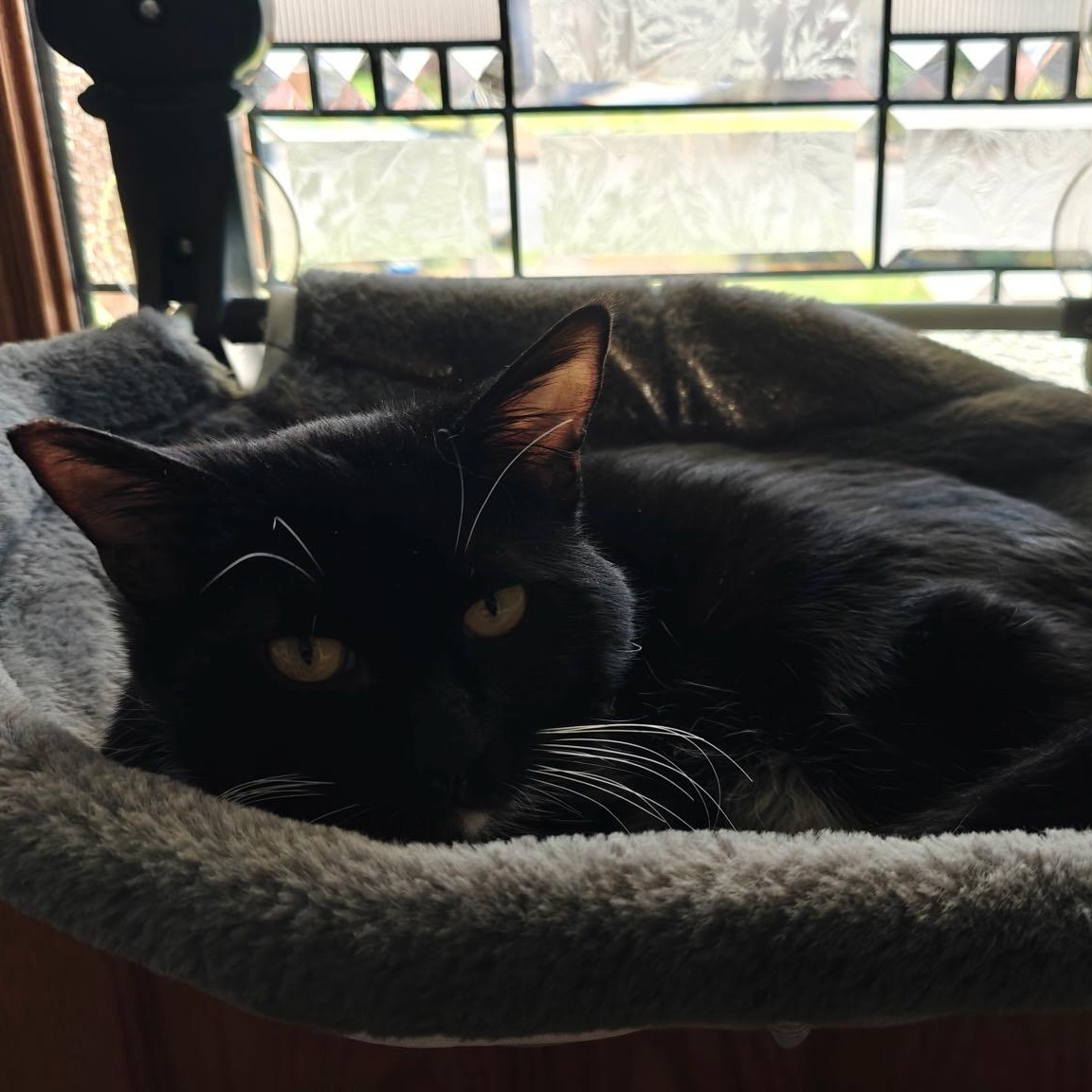 Enlarge Gelato, a ADOPTABLE Domestic Short Hair in Portland, OR image 5/6