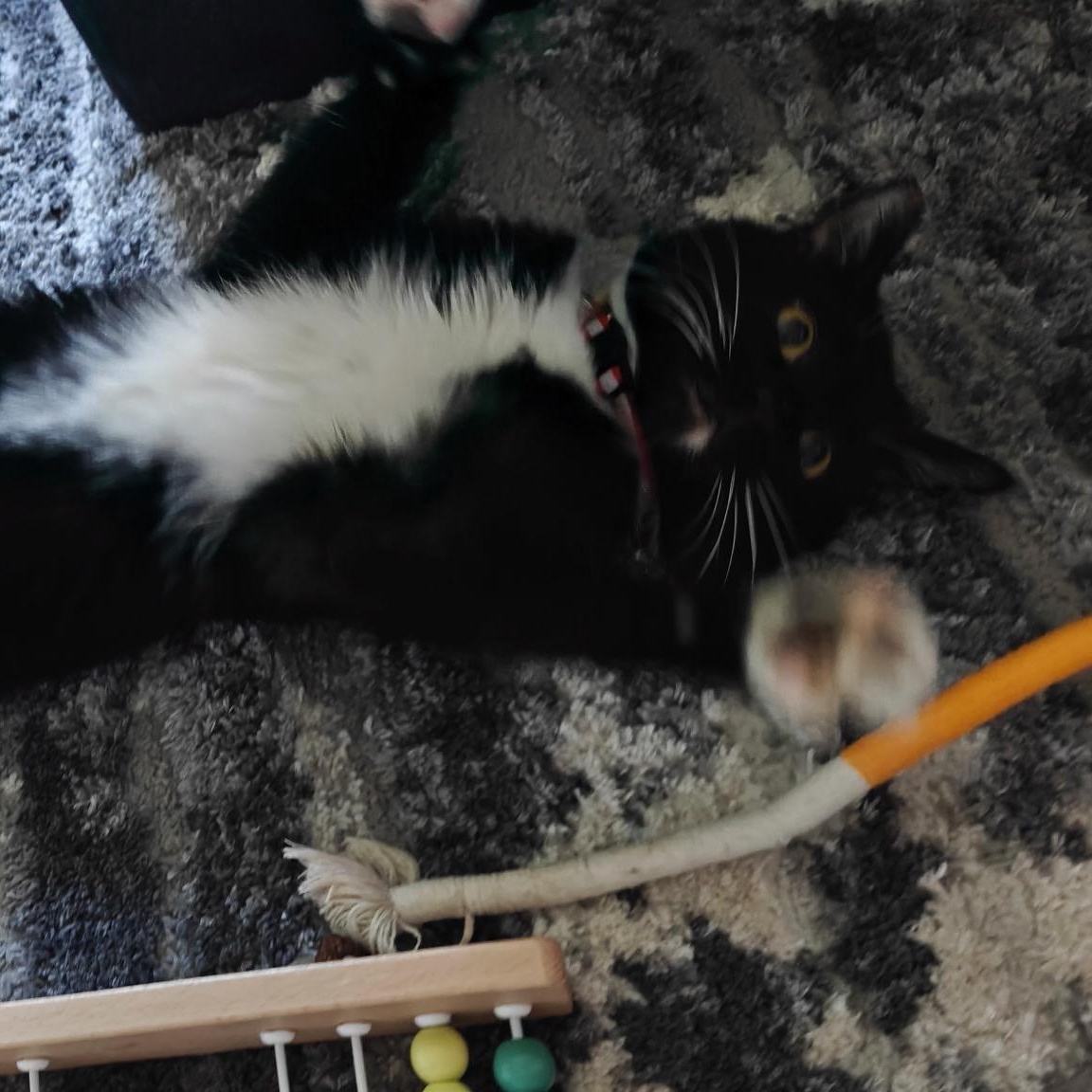 Enlarge Gelato, a ADOPTABLE Domestic Short Hair in Portland, OR image 3/6