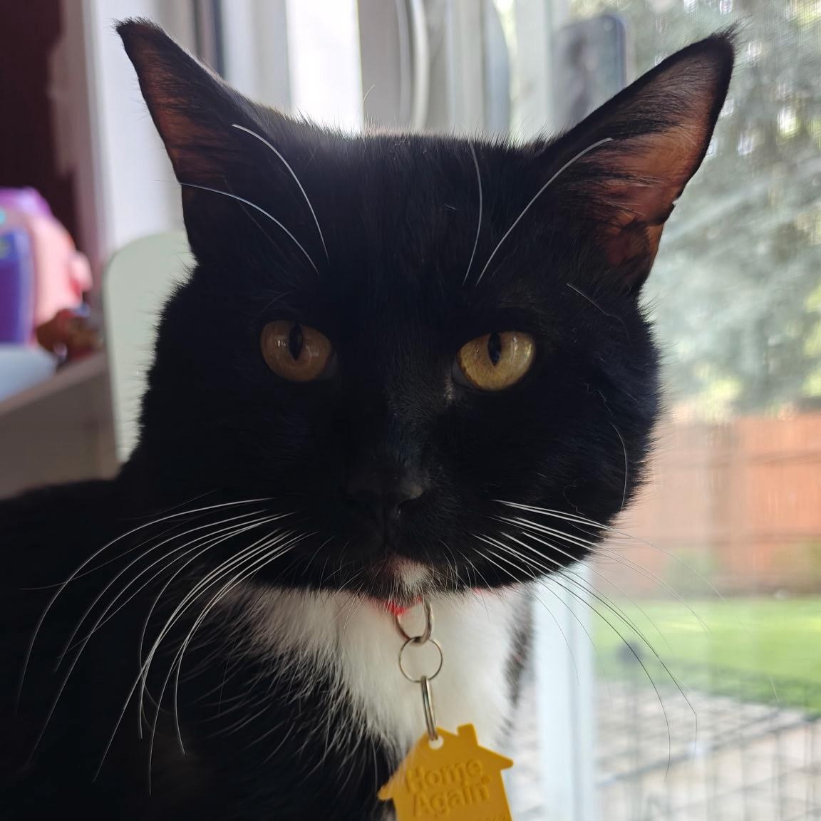 Enlarge Gelato, a ADOPTABLE Domestic Short Hair in Portland, OR image 2/6