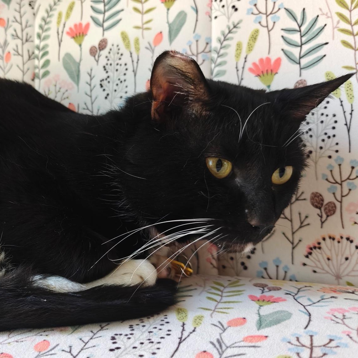 Enlarge Gelato, a ADOPTABLE Domestic Short Hair in Portland, OR image 4/6