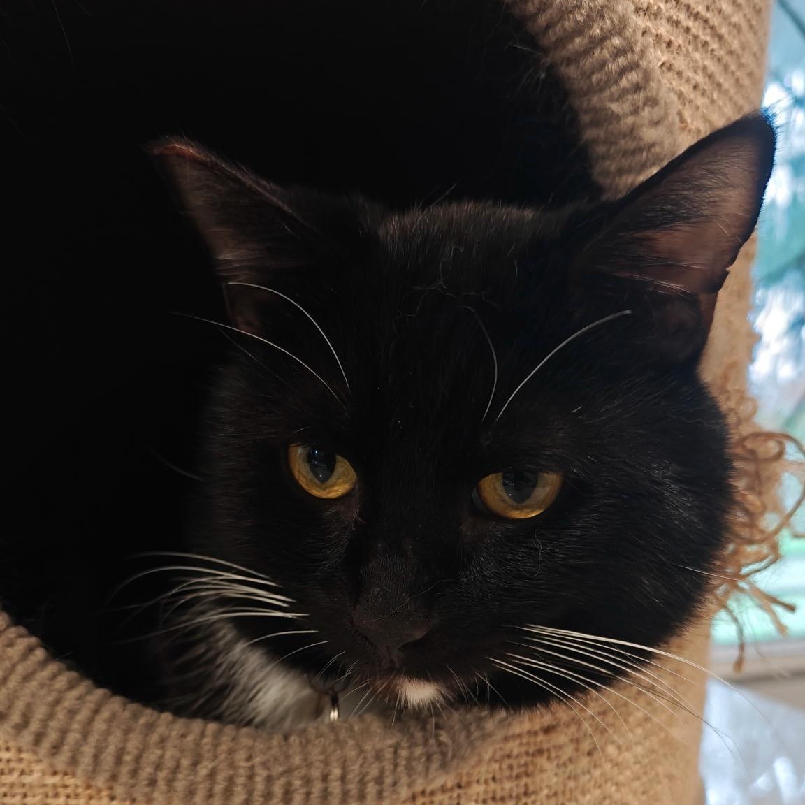 Enlarge Gelato, a ADOPTABLE Domestic Short Hair in Portland, OR image 6/6