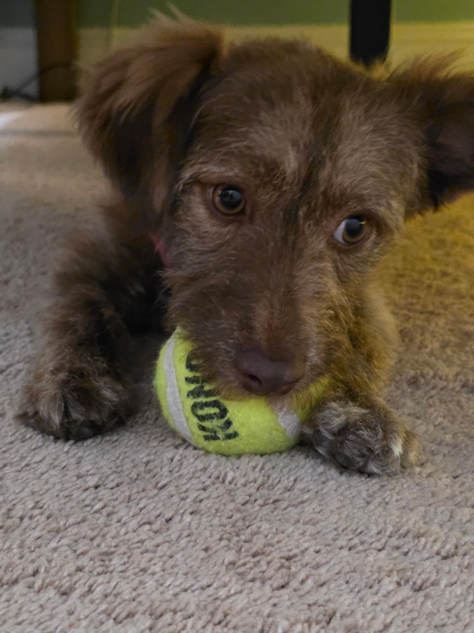 Enlarge Val, an adopted mixed breed in Burgaw, NC image 3/5