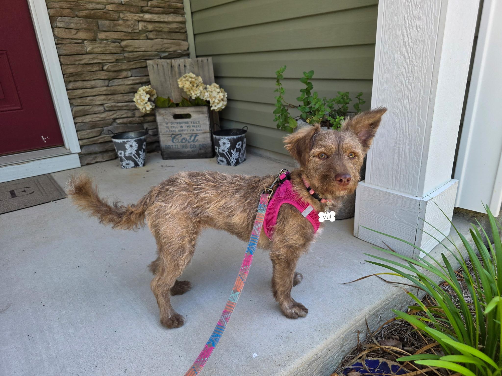 Val, adopted, Young Female Terrier.