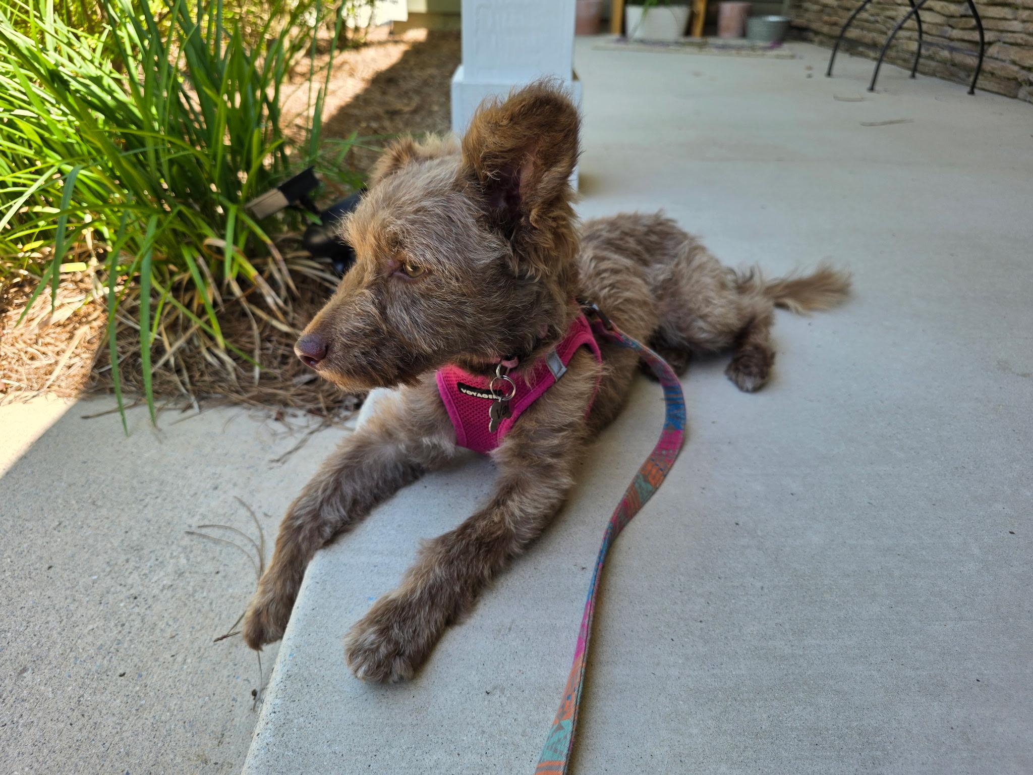 Enlarge Val, an adopted mixed breed in Burgaw, NC image 2/5